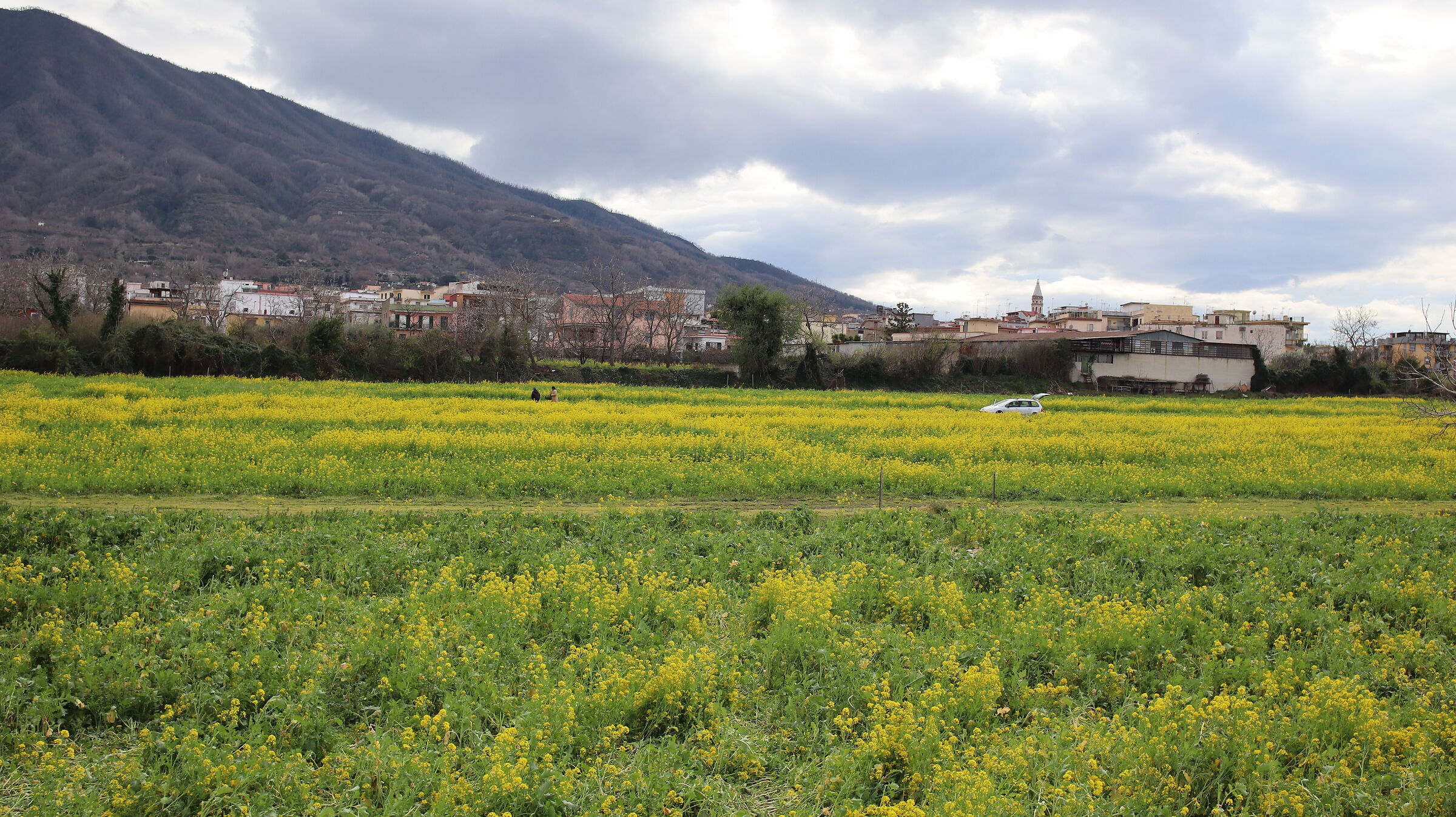 spring