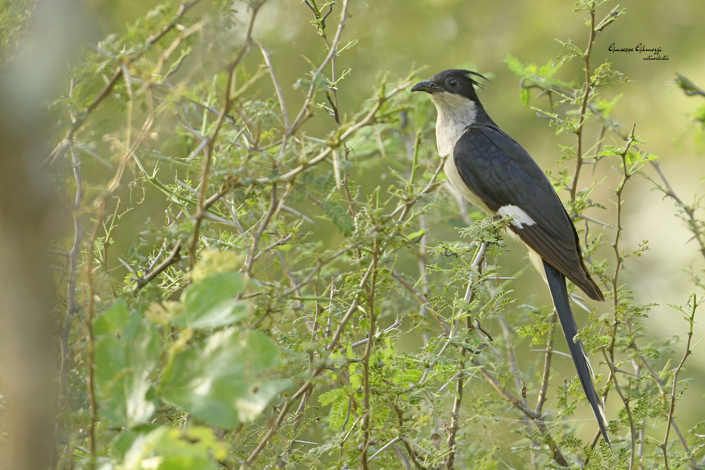 Black and white cuckoo. (Clamator jacobinus)
