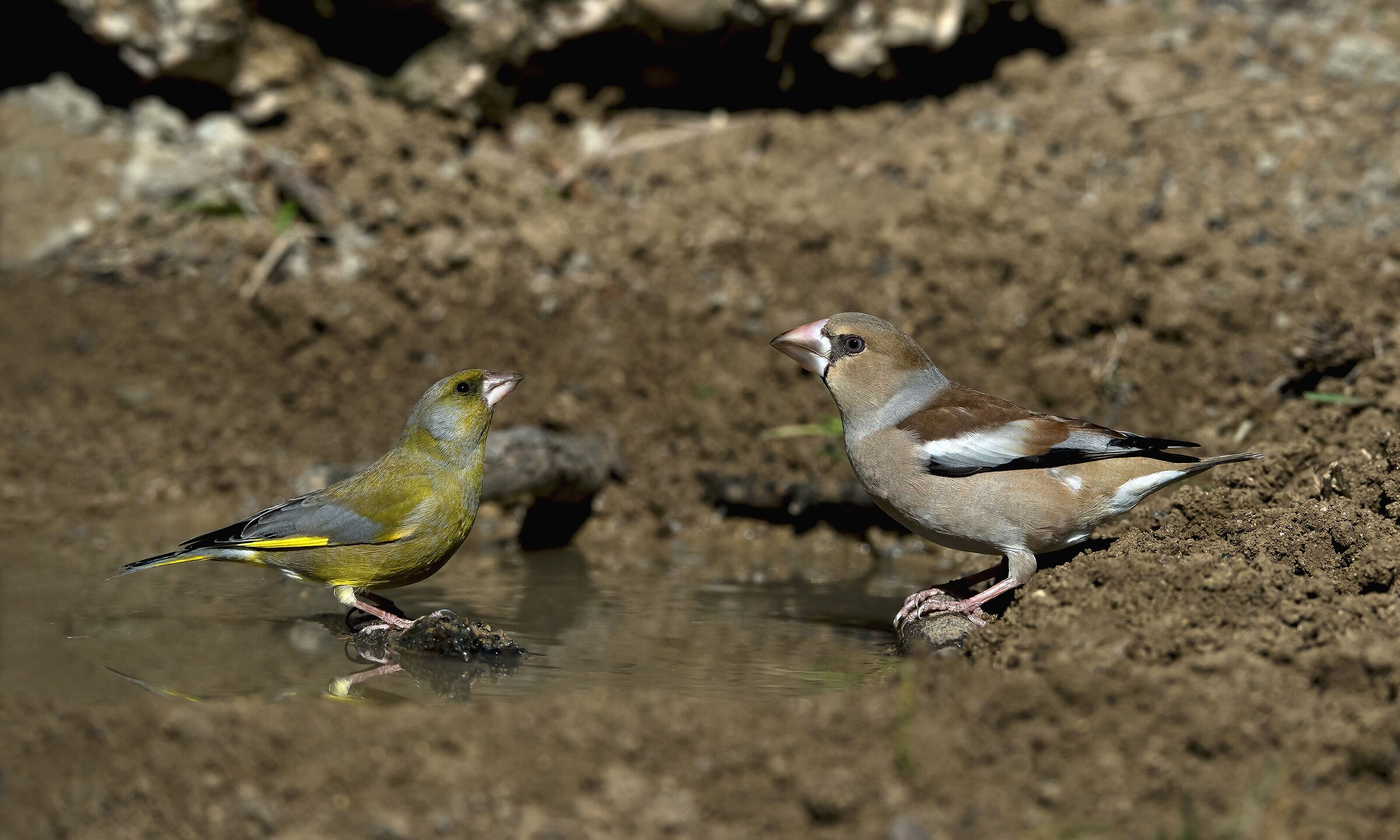 Male greenfinch (winter) Female hawfinch (winter)