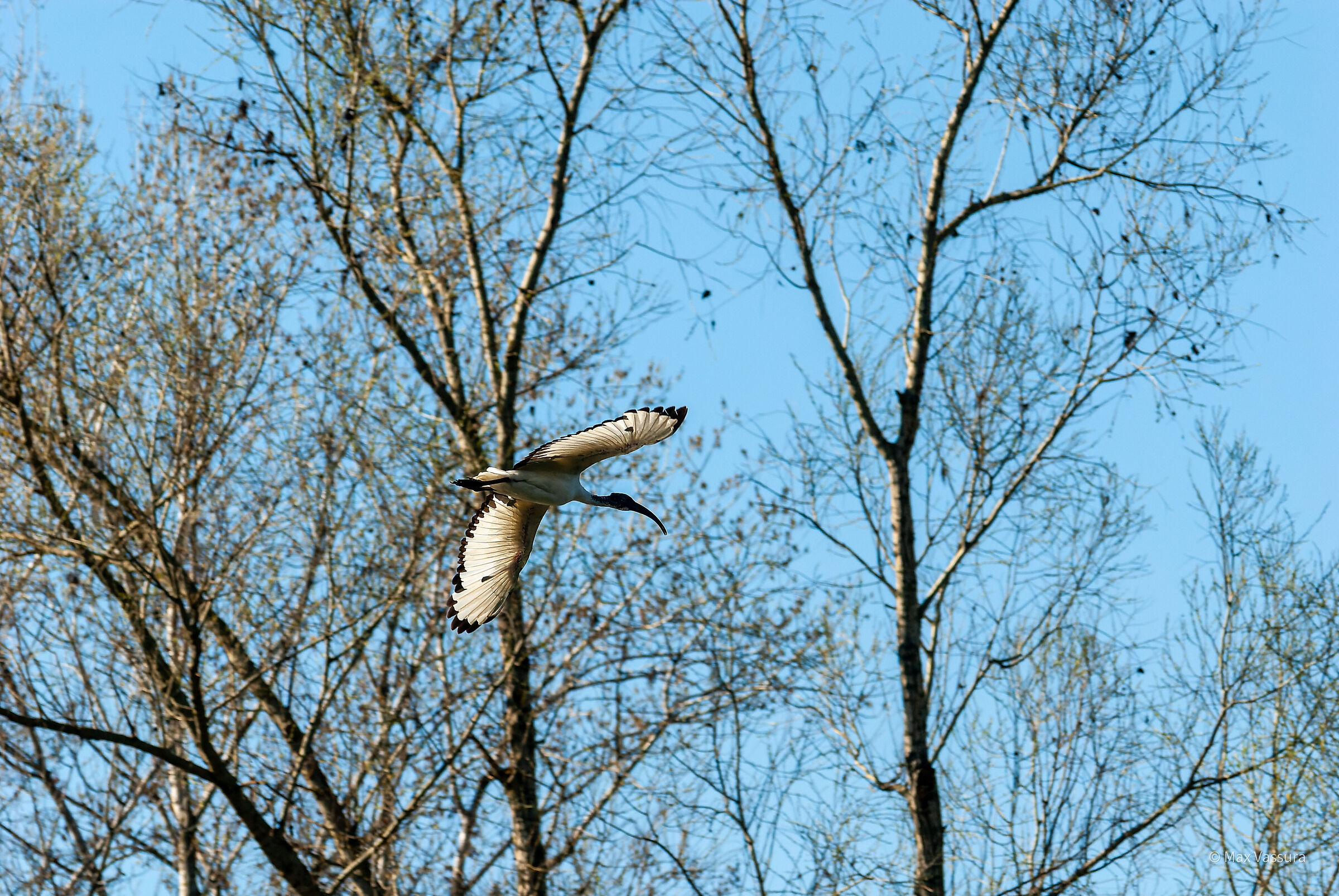 Tra i rami ... la solitudine del portiere