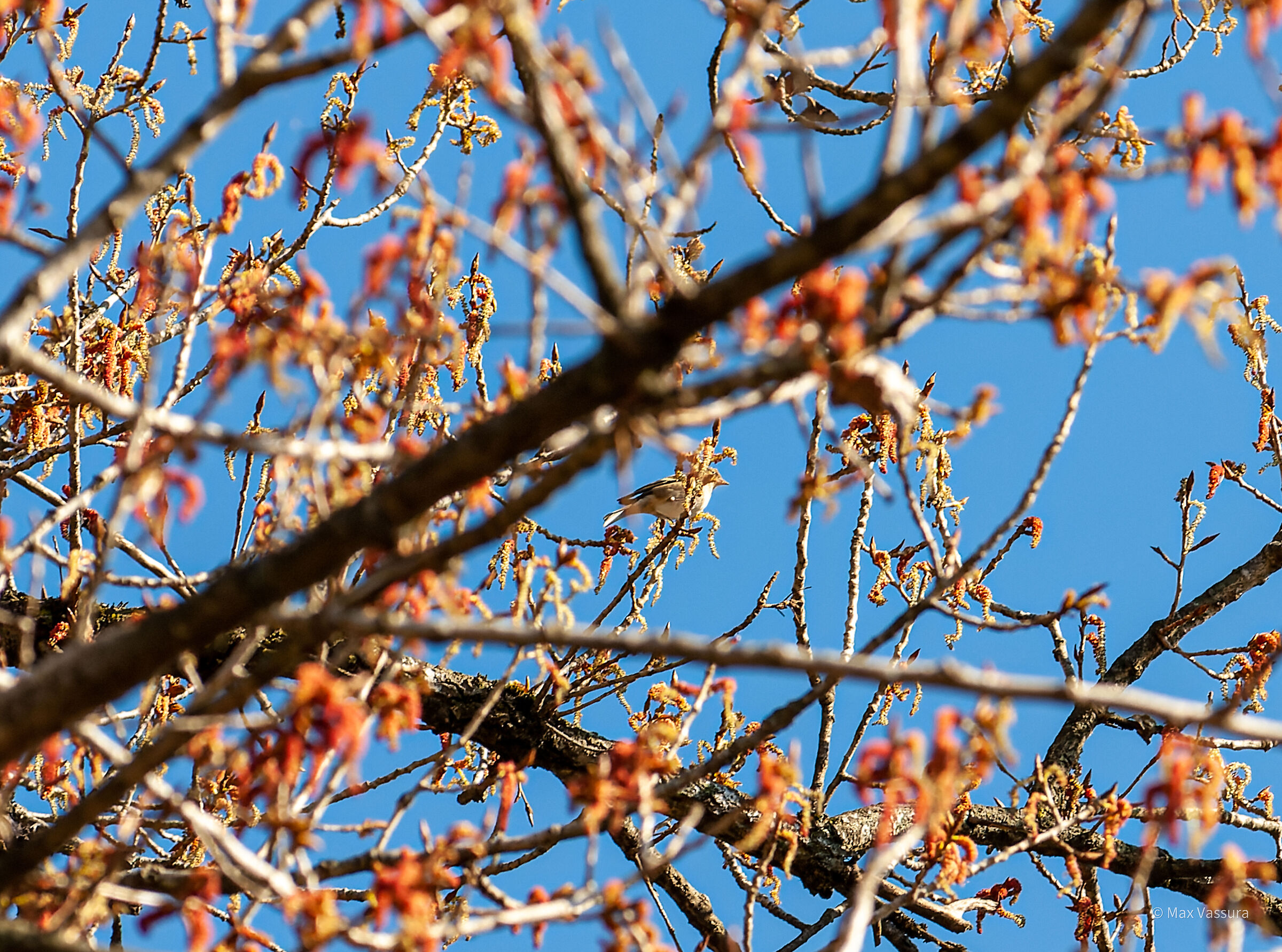 ho quasi perso la vista per metterlo a fuoco ...
