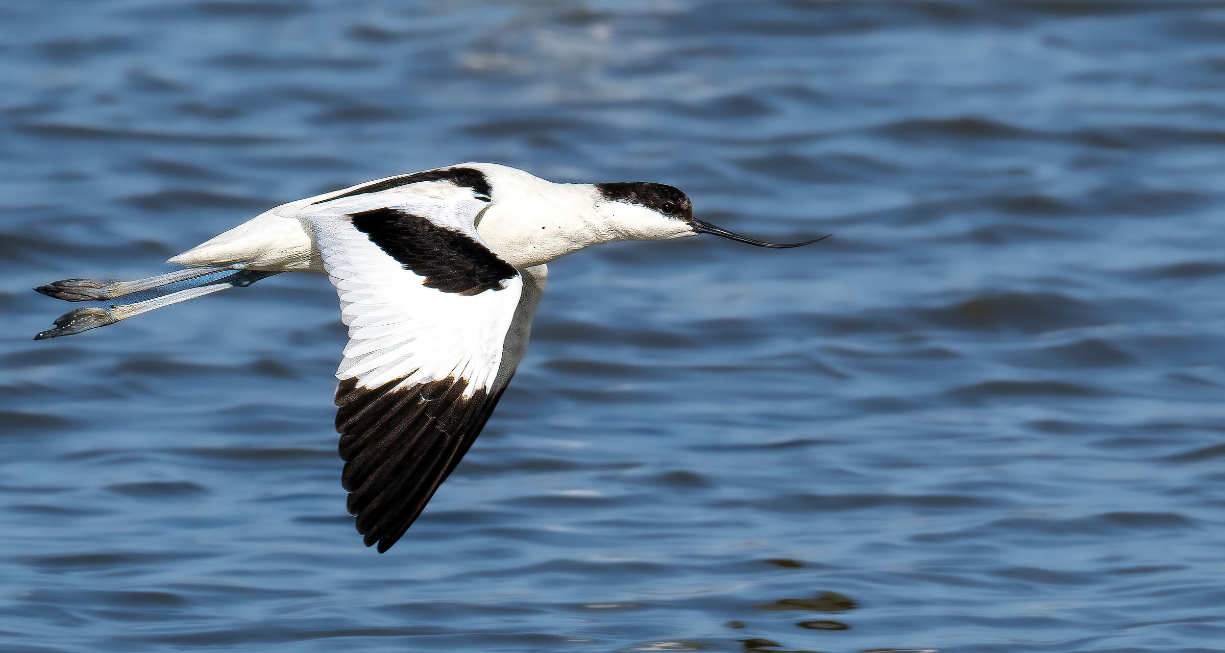 Avocetta