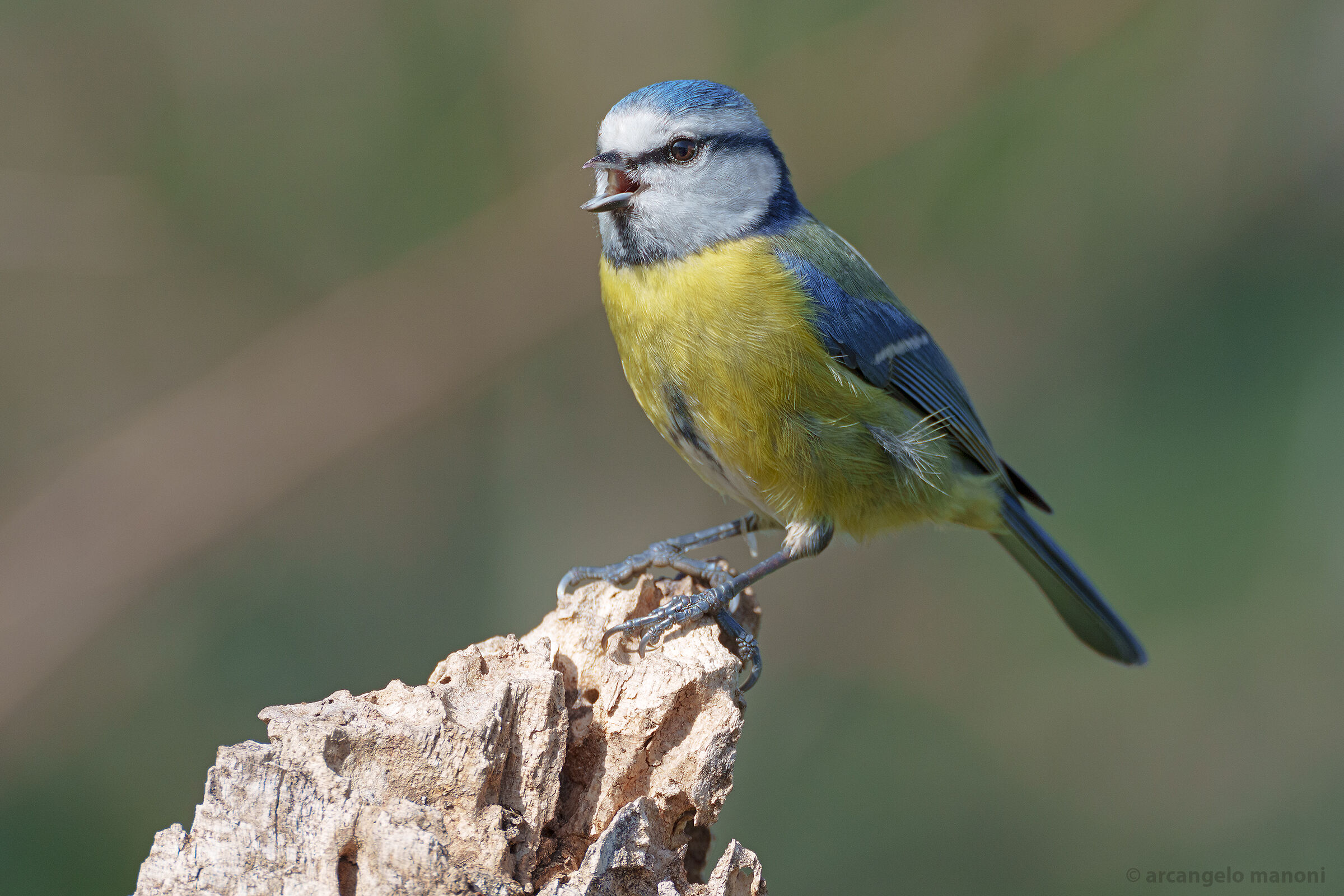Cantando la primavera 2023