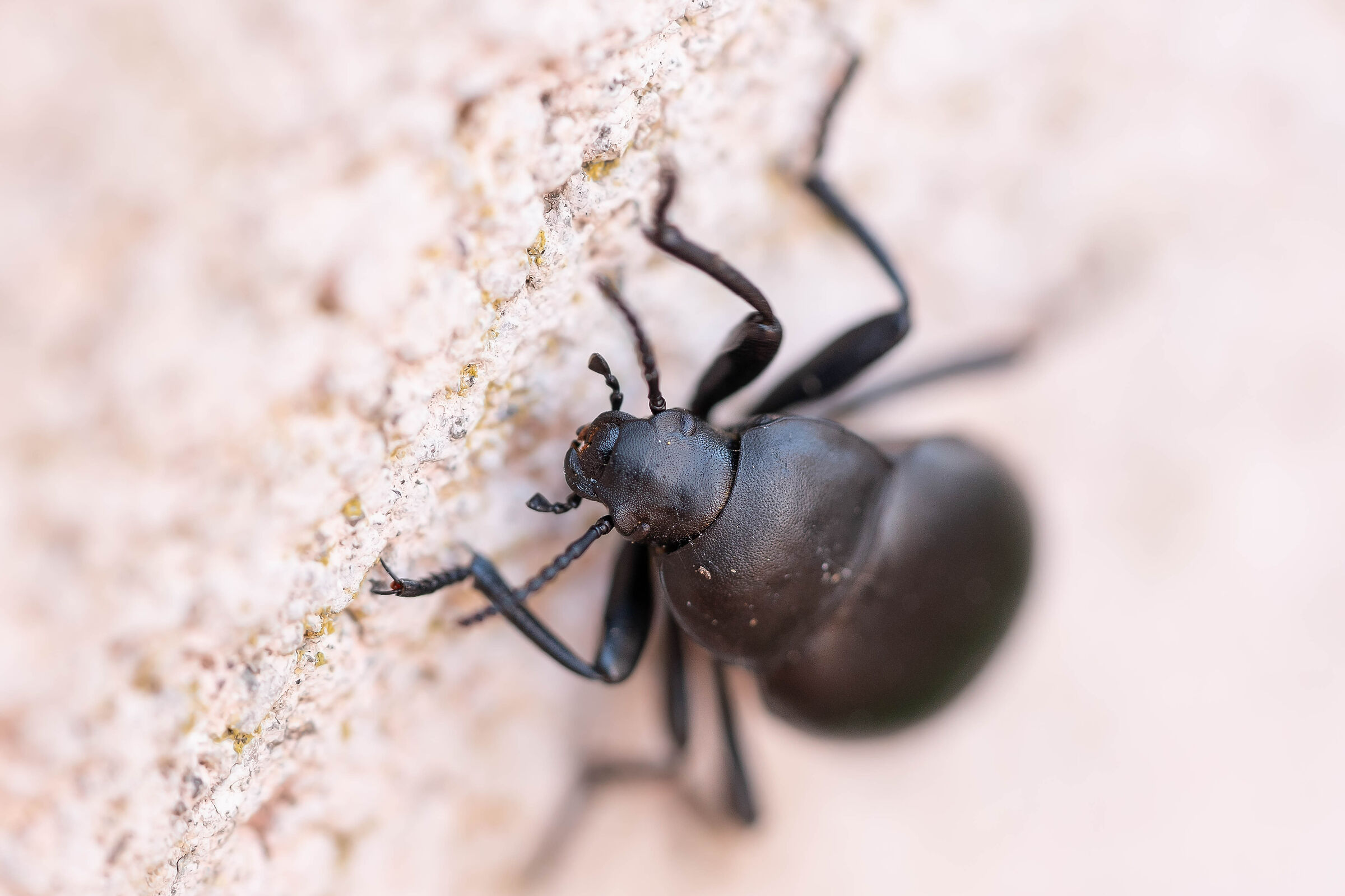 New Beetle
