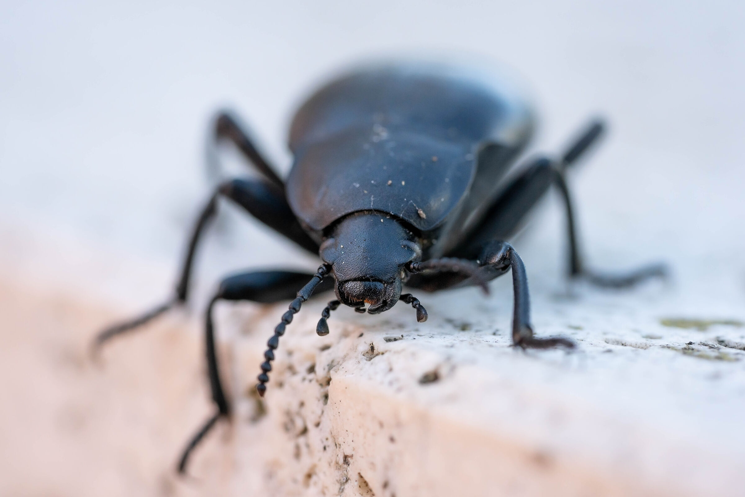 New Beetle