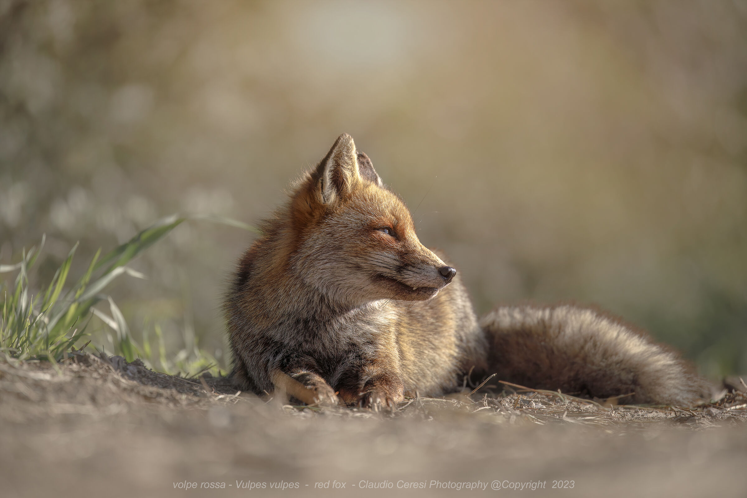 volpe rossa Vulpes vulpes