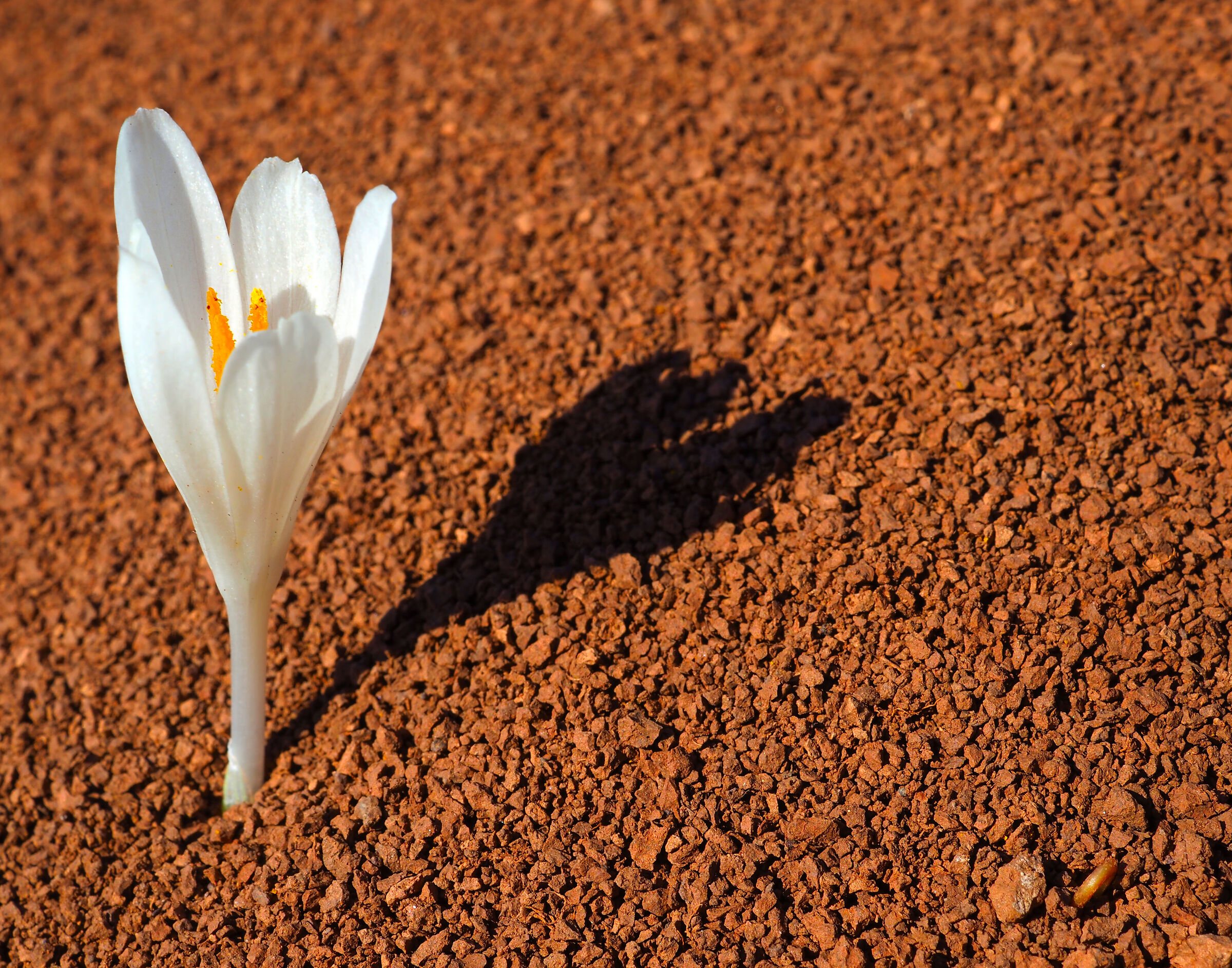 There's life on Mars