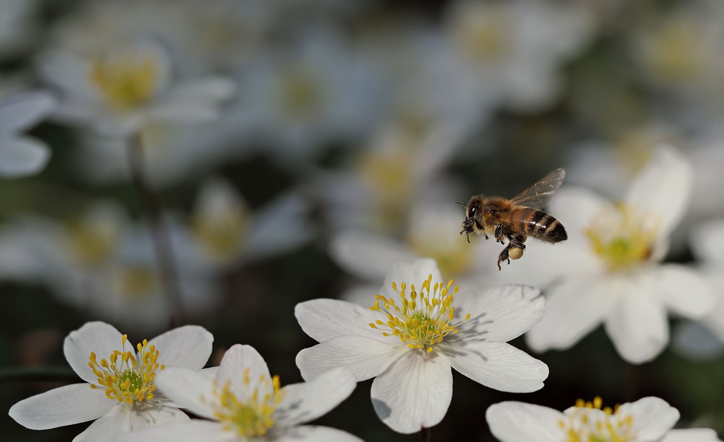 A flight into the white