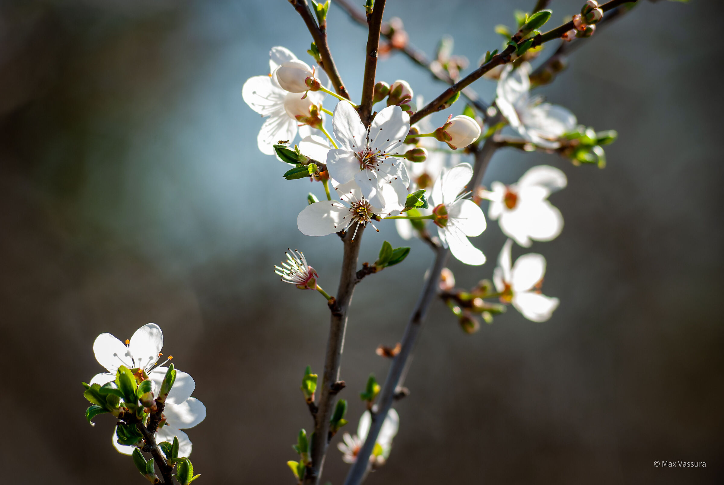 Prugno selvatico (credo) in fiore