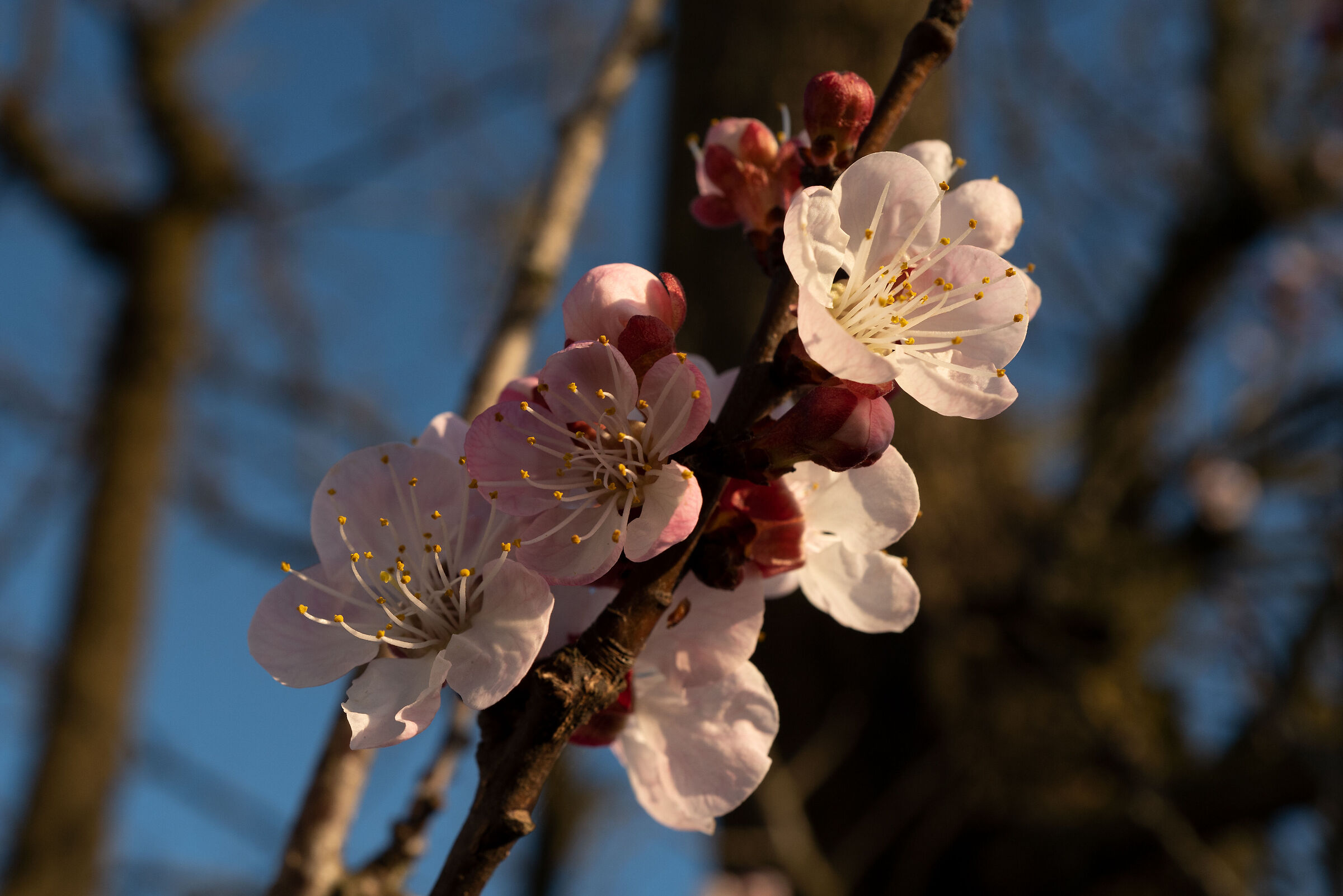 Il tramonto sui primi fiori dell'albicocco