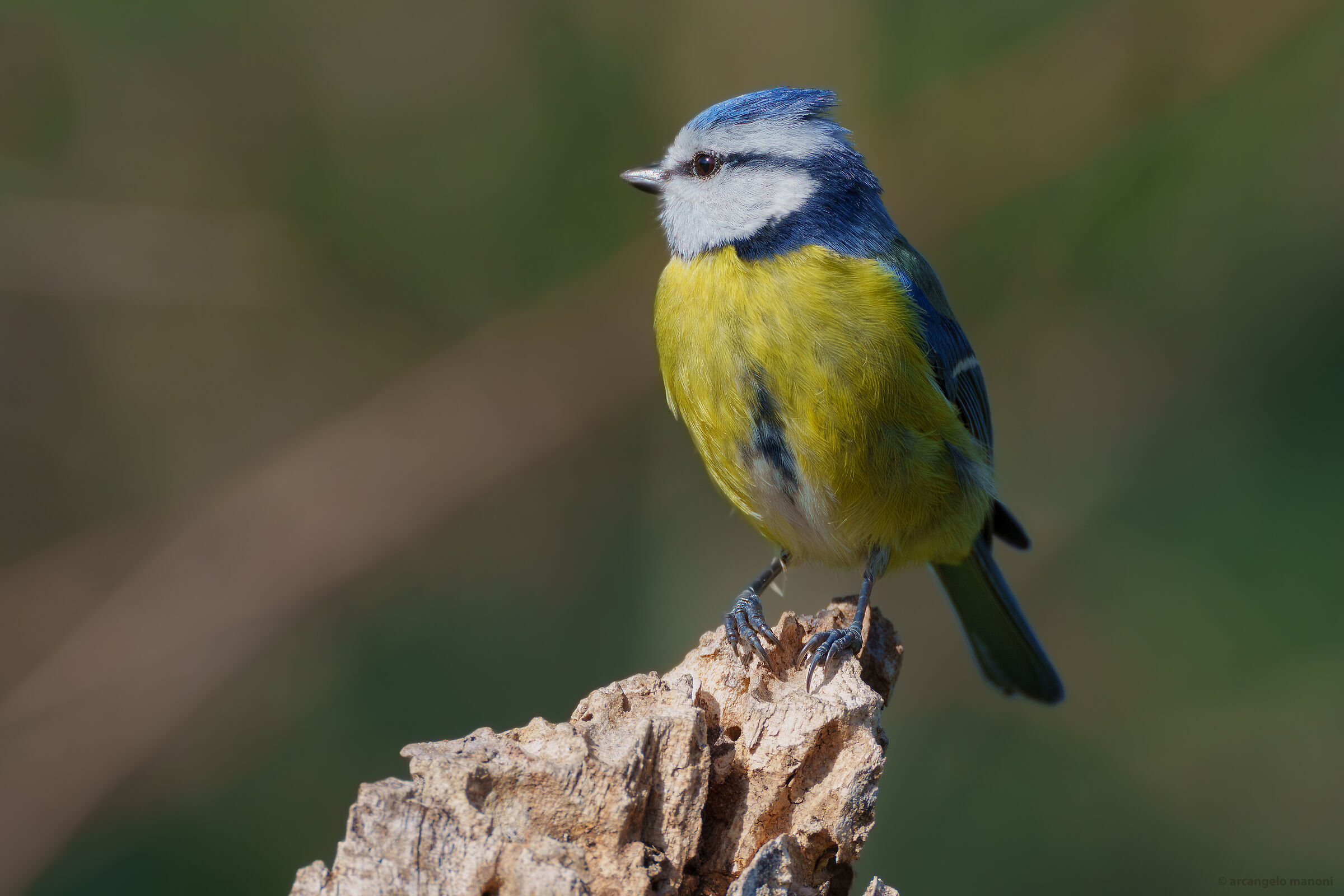 Una cinciarella a due metri