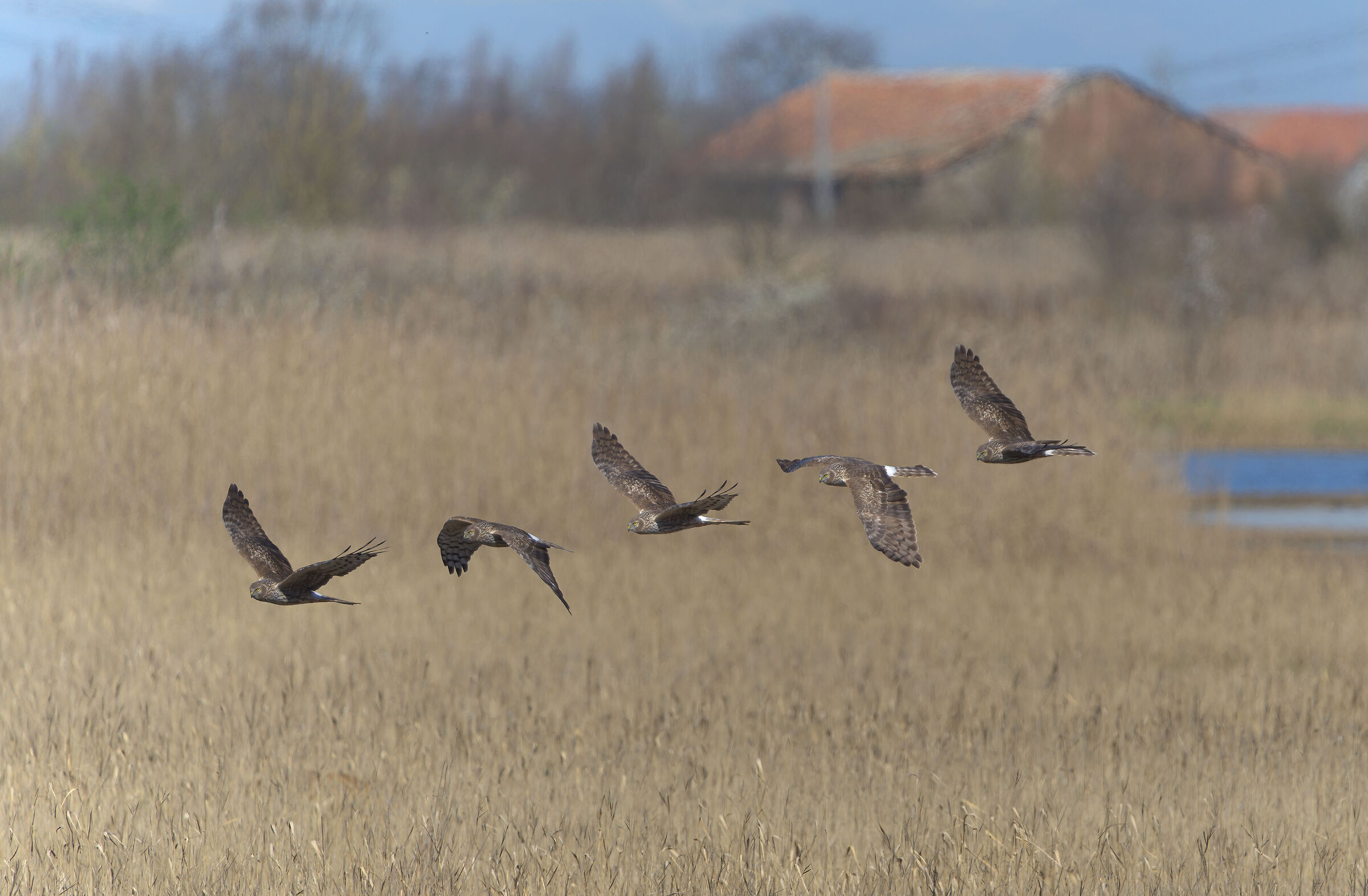 Albanella in volo sulle Valli Mirandolesi