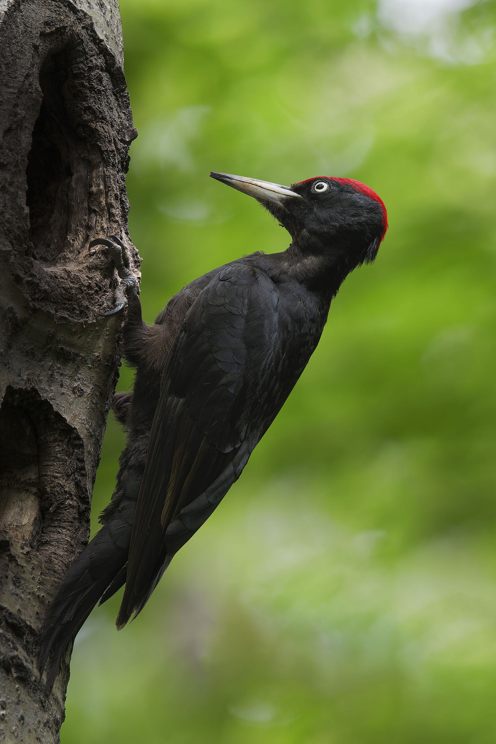 BLACK WOODPECKER