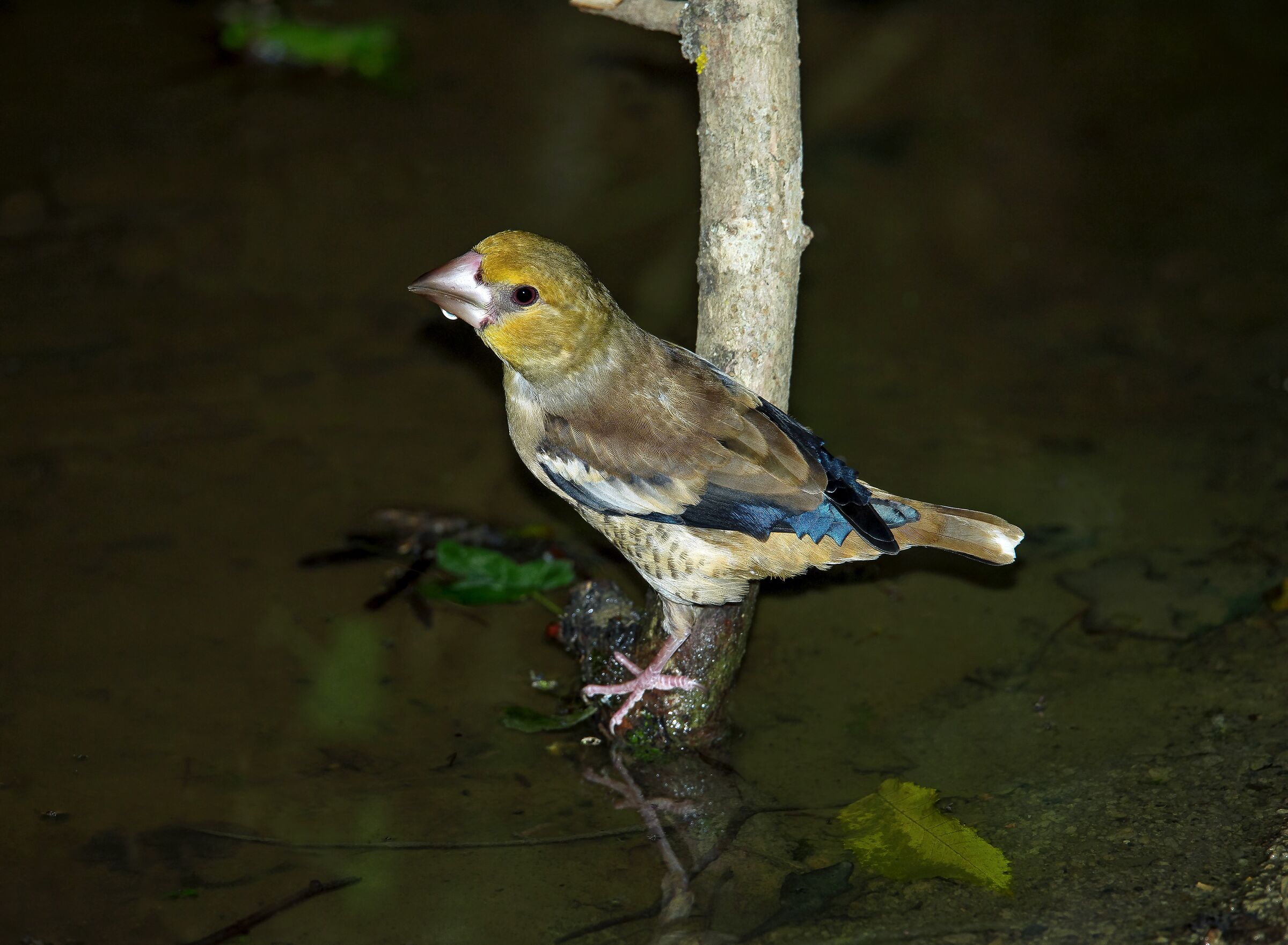 Hawfinch (Coccothraustes coccothraustes)immature male.
