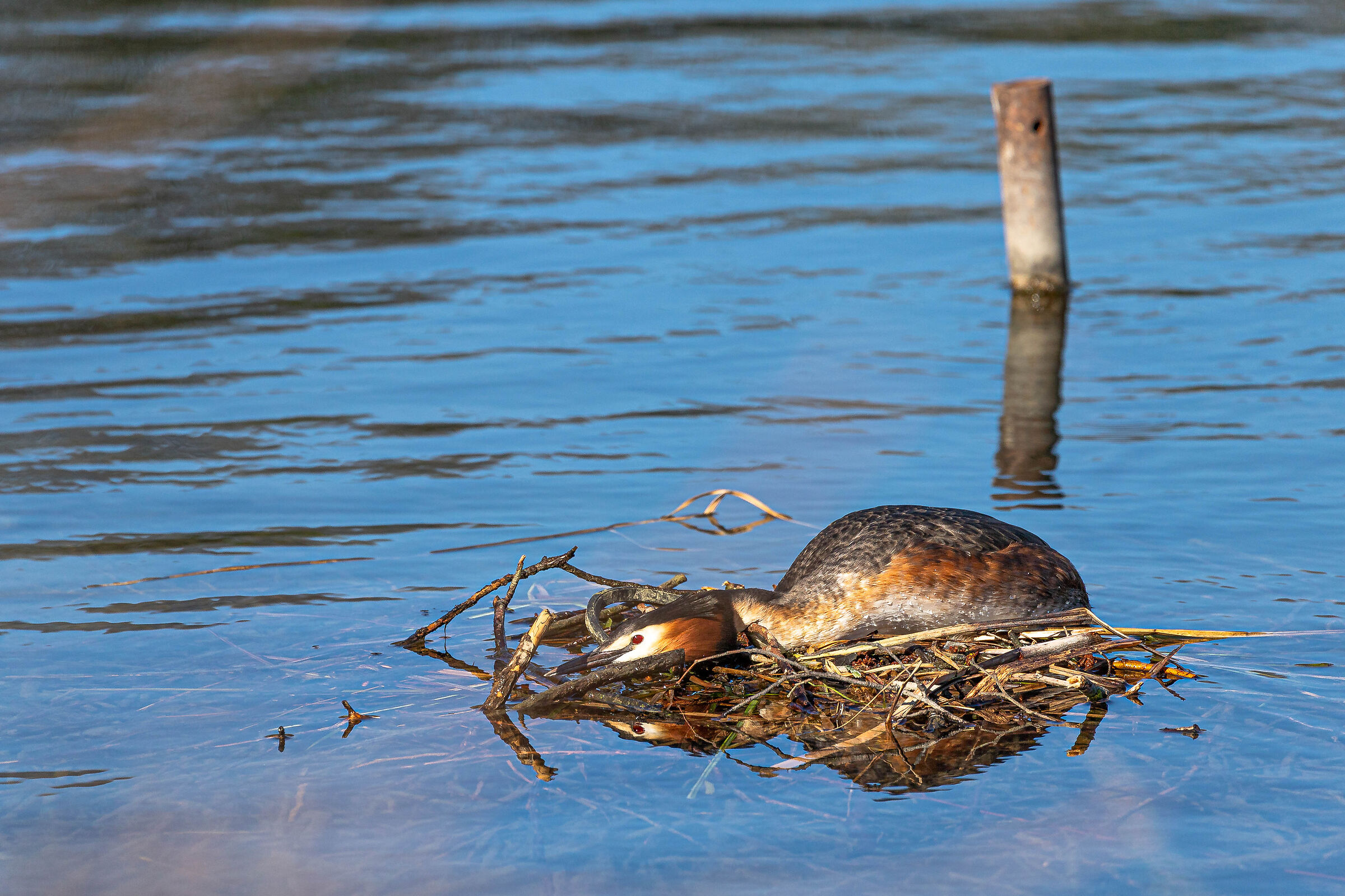 Great crested grebe