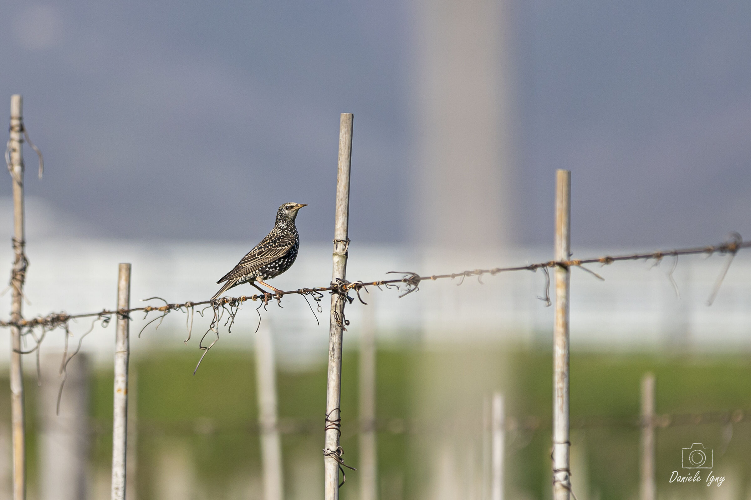 ti concedo solo un attimo
