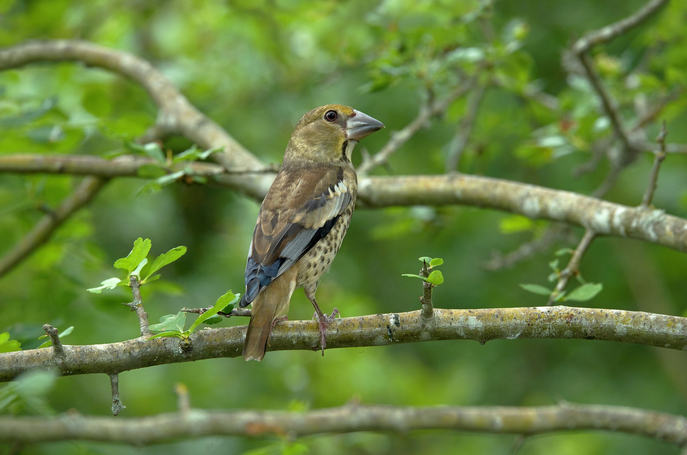 Hawfinch (Coccothraustes coccothraustes)immature female.