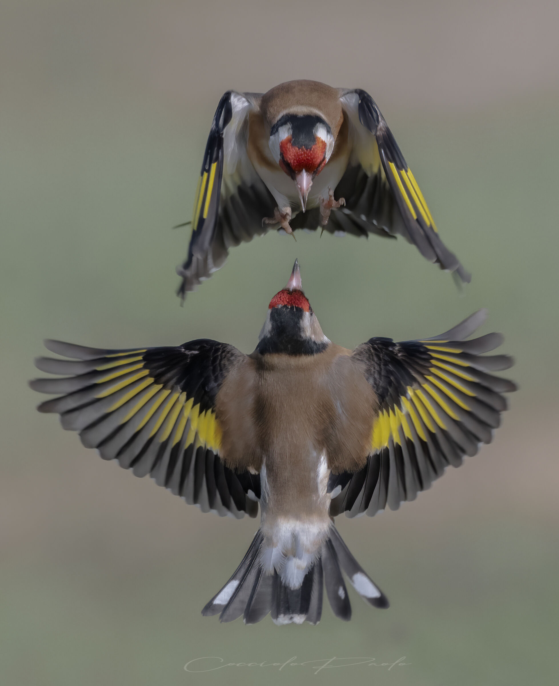 Attack!