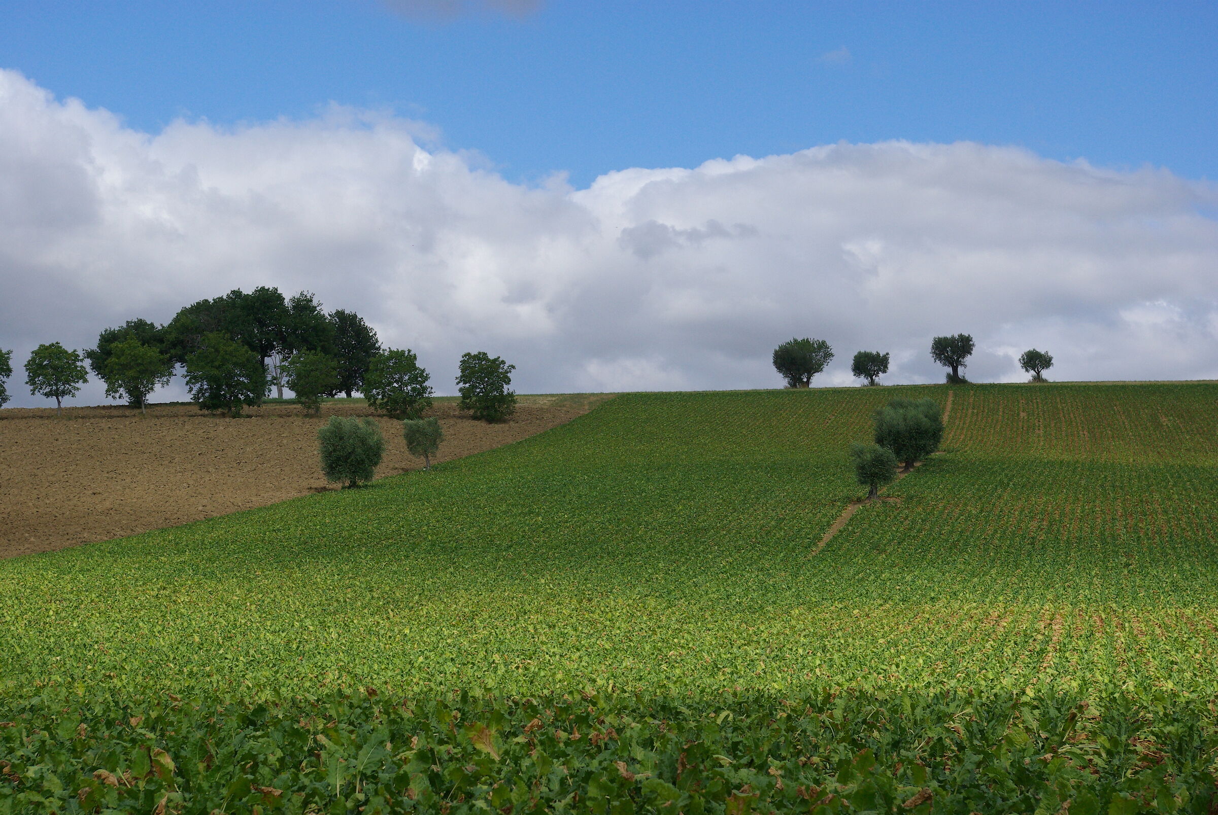 Almost Tuscan brands