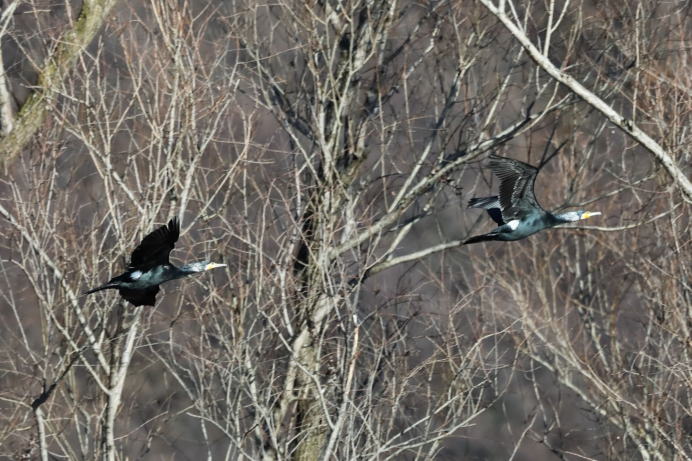 Cormorani 09-01-2023