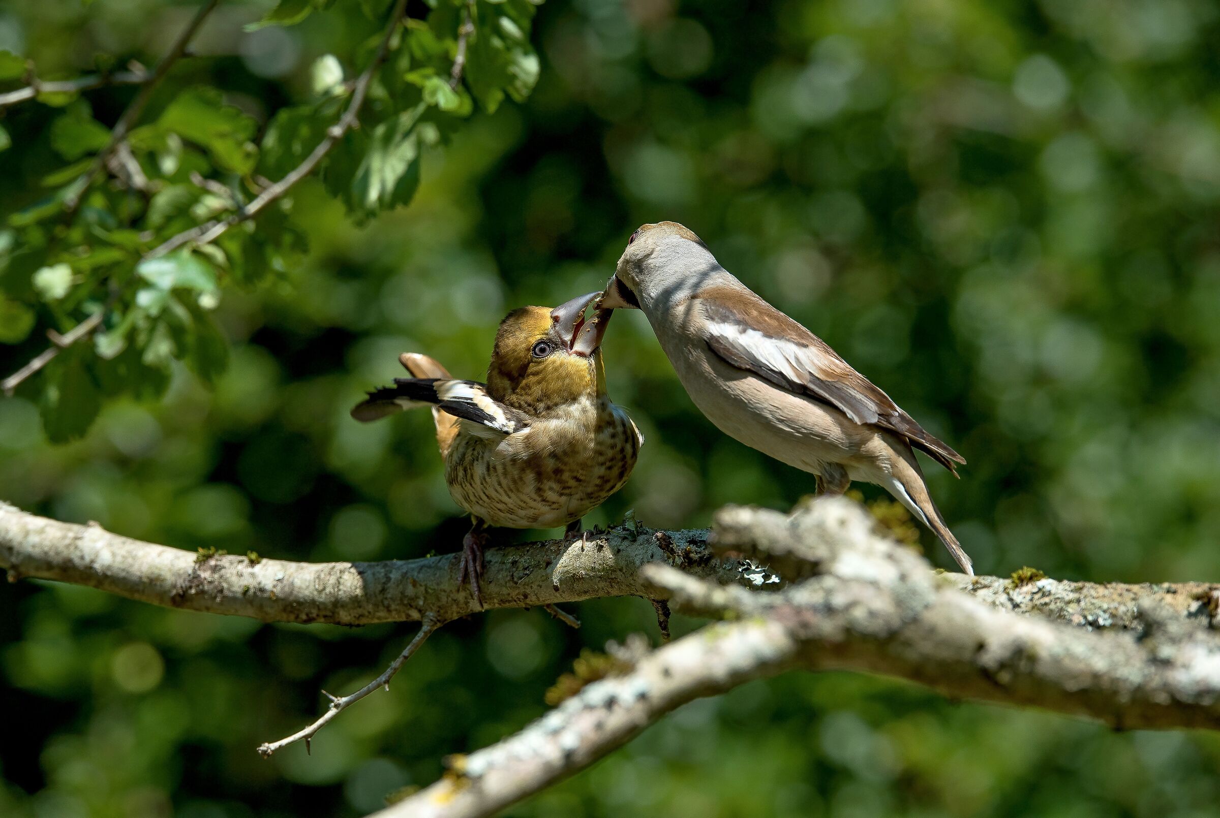 Hawfinches (Coccothraustes coccothraustes)