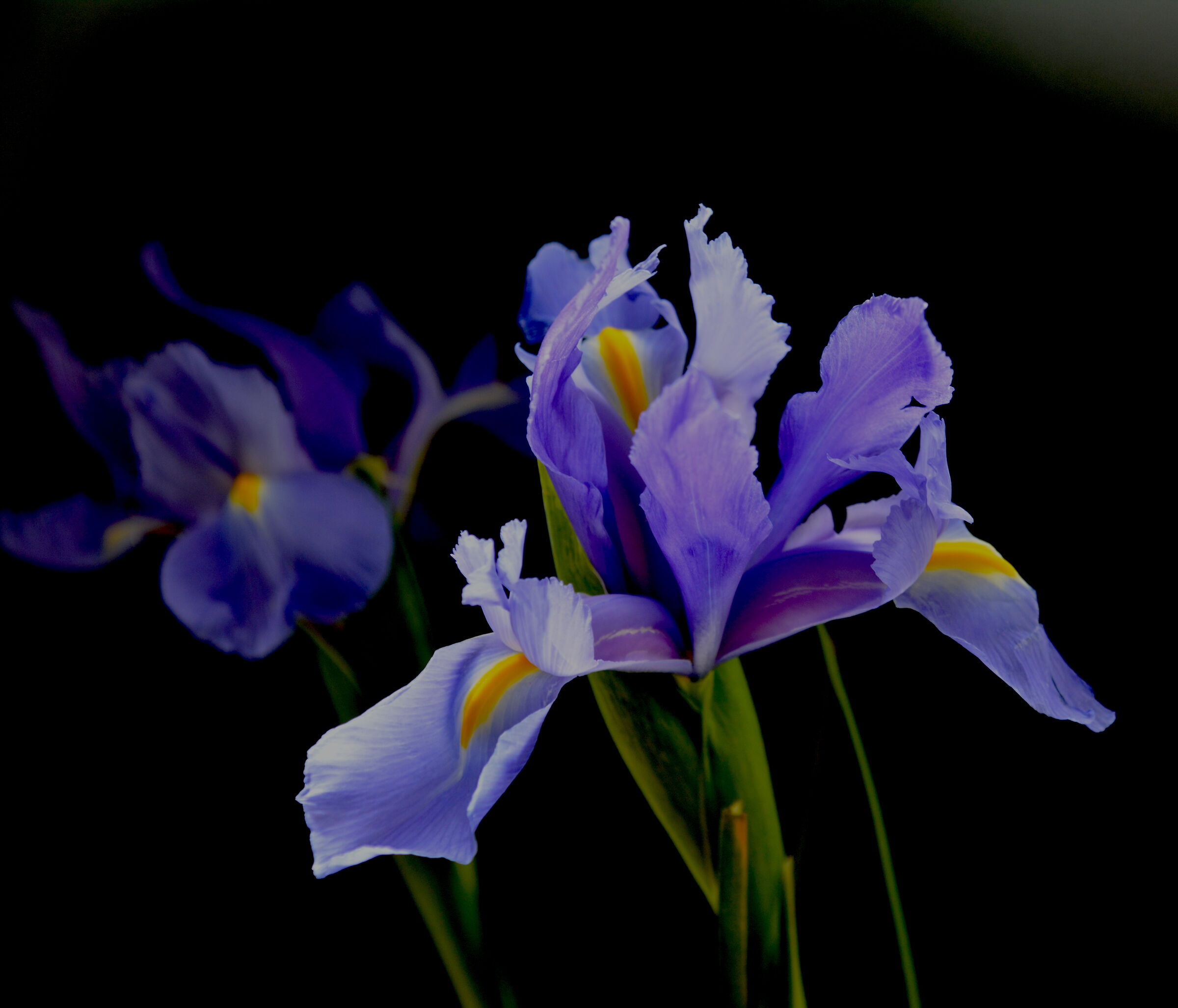 Iris