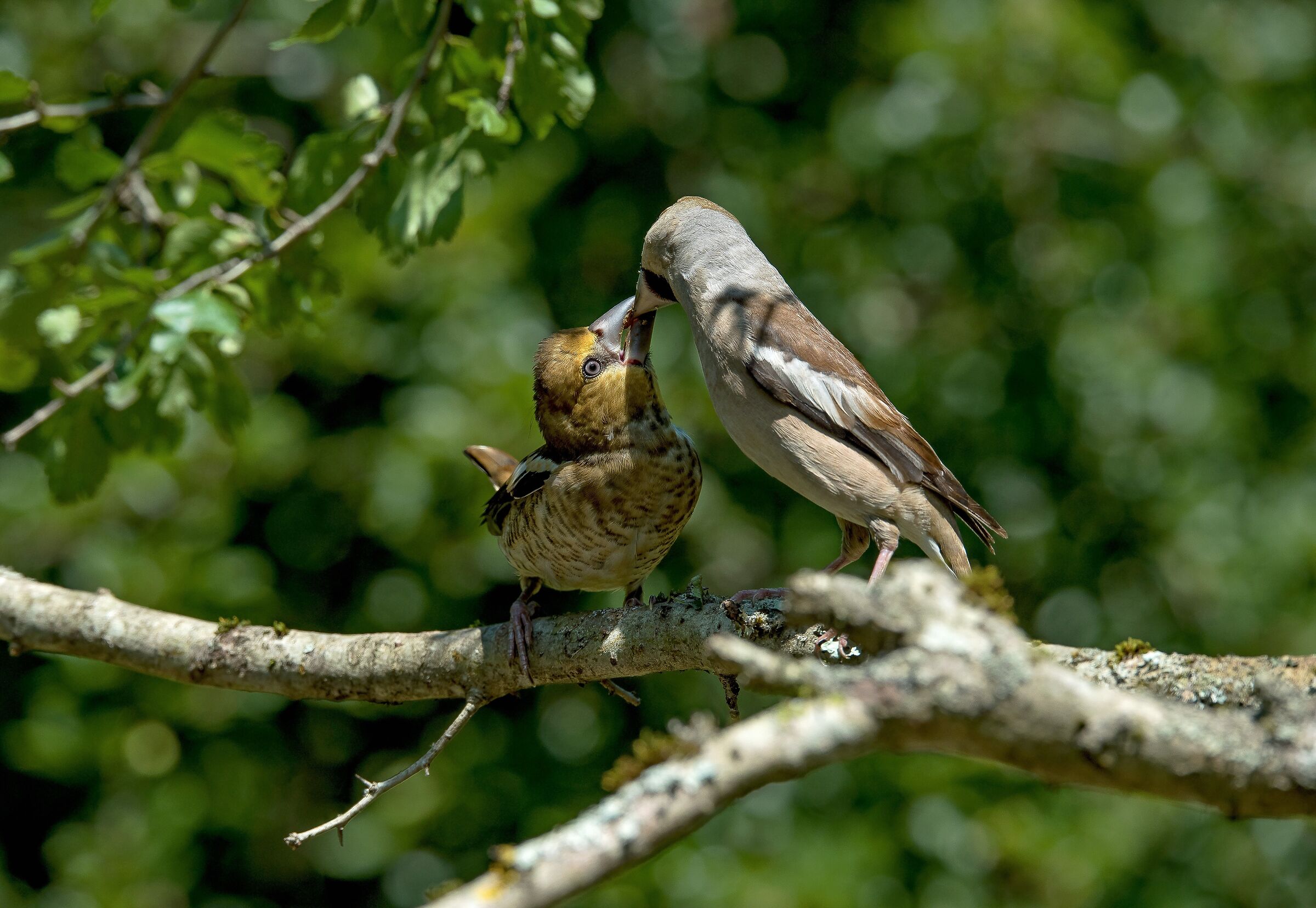 Hawfinches (Coccothraustes coccothraustes)