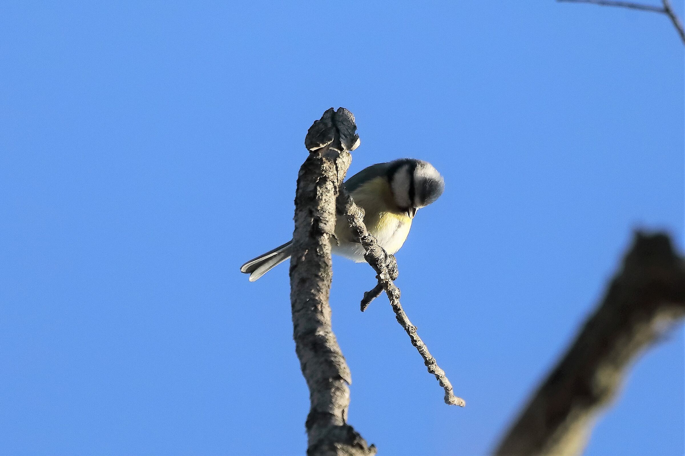 Cinciarella 09-01-2023