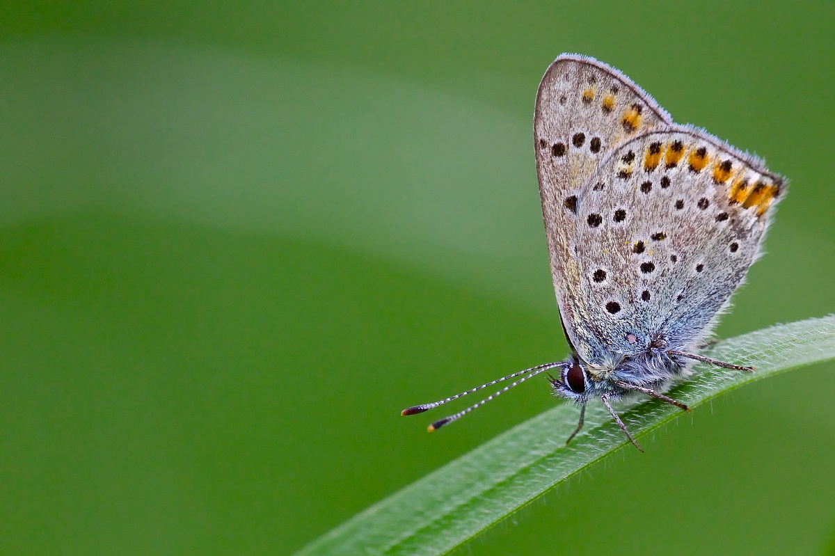 Lycaena dispar