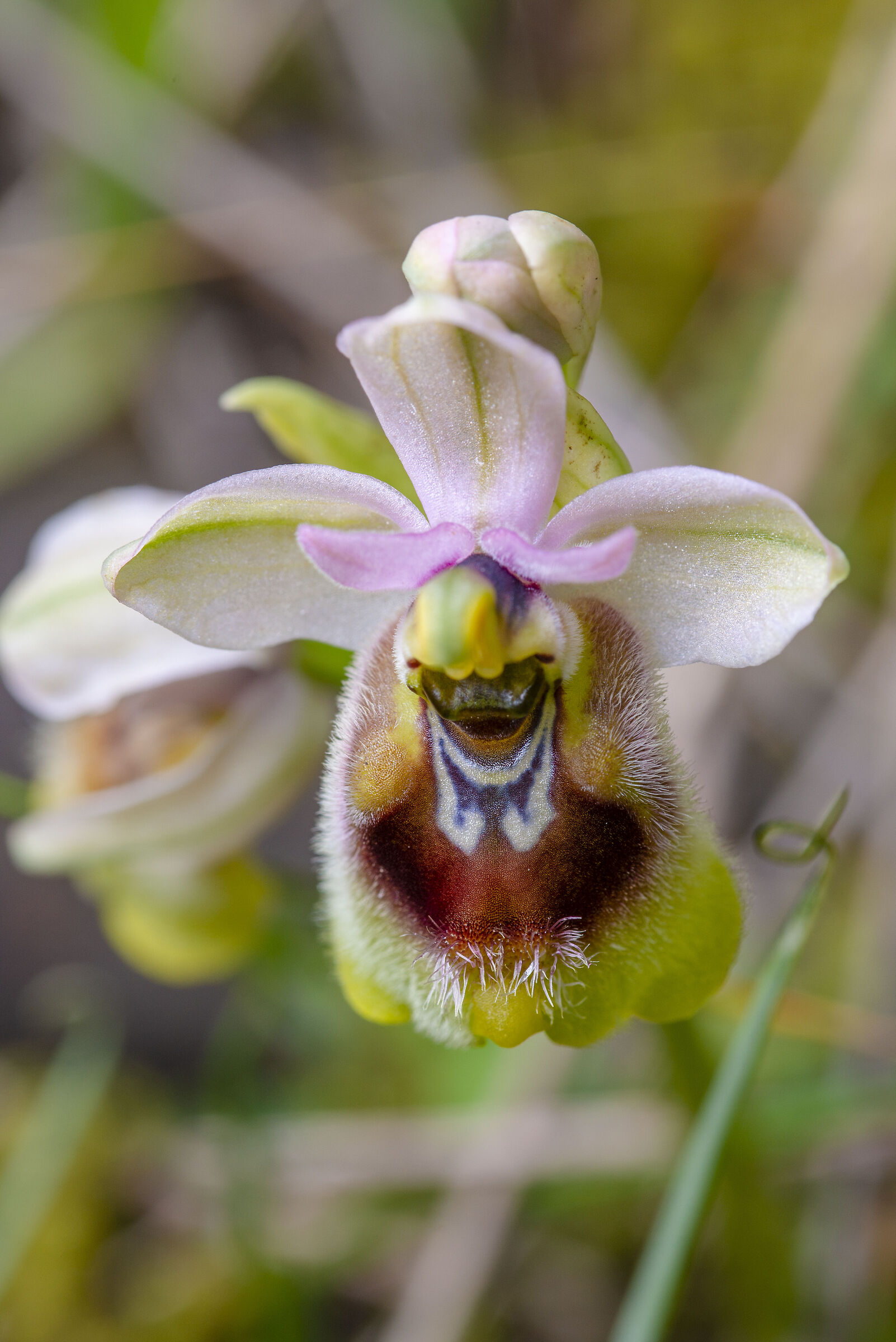 Orchidea spontanea
