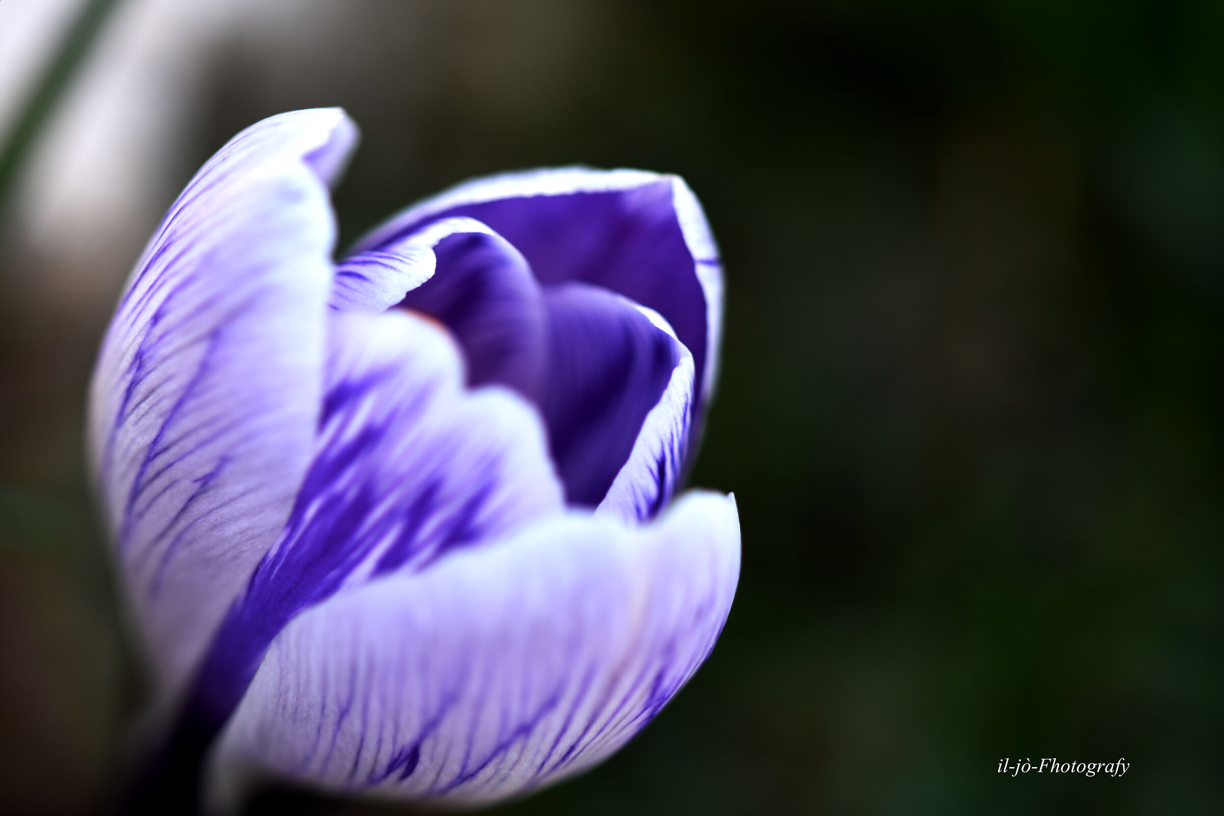 Untitled Photo