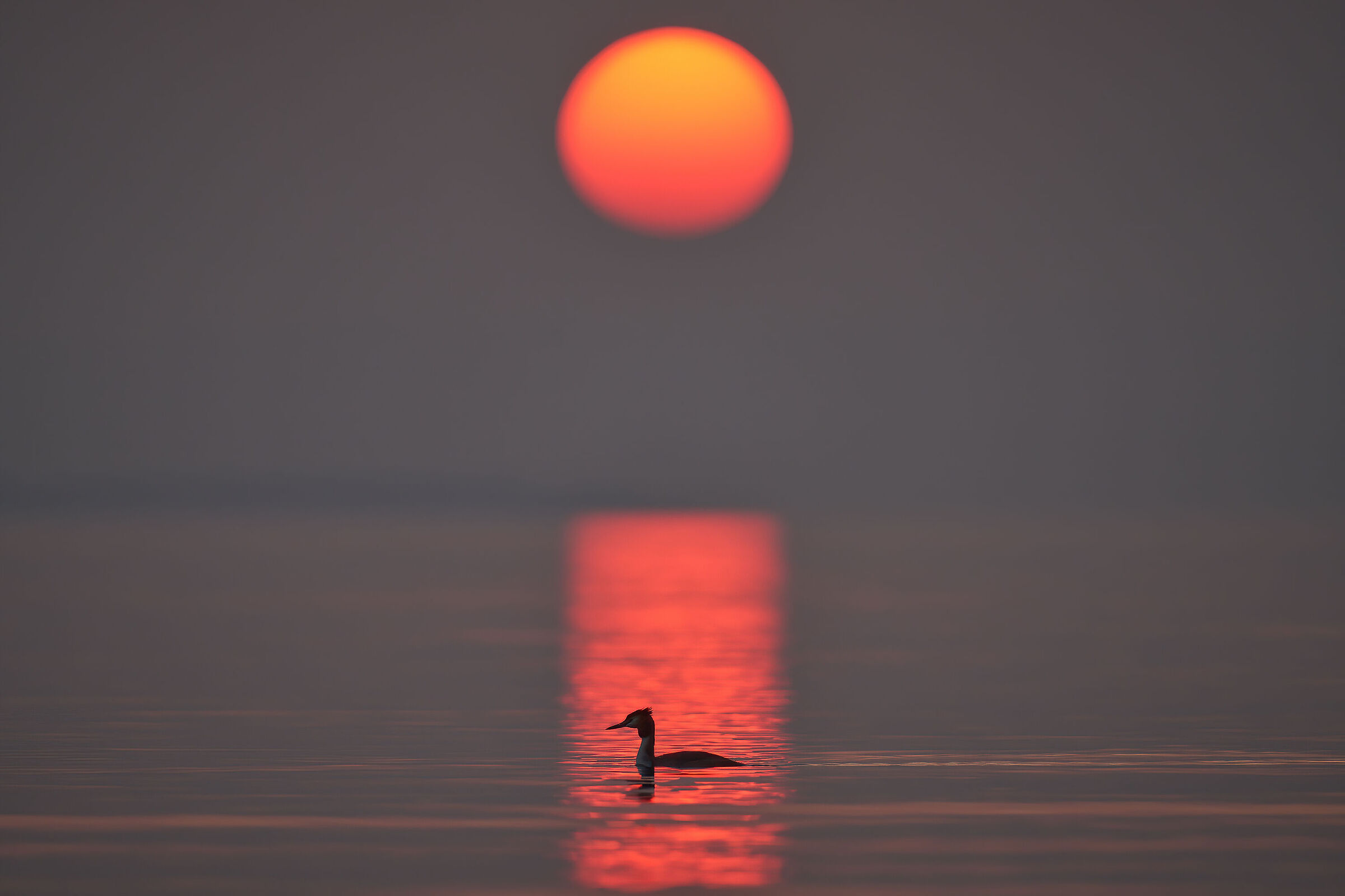 Grebes in the sunset