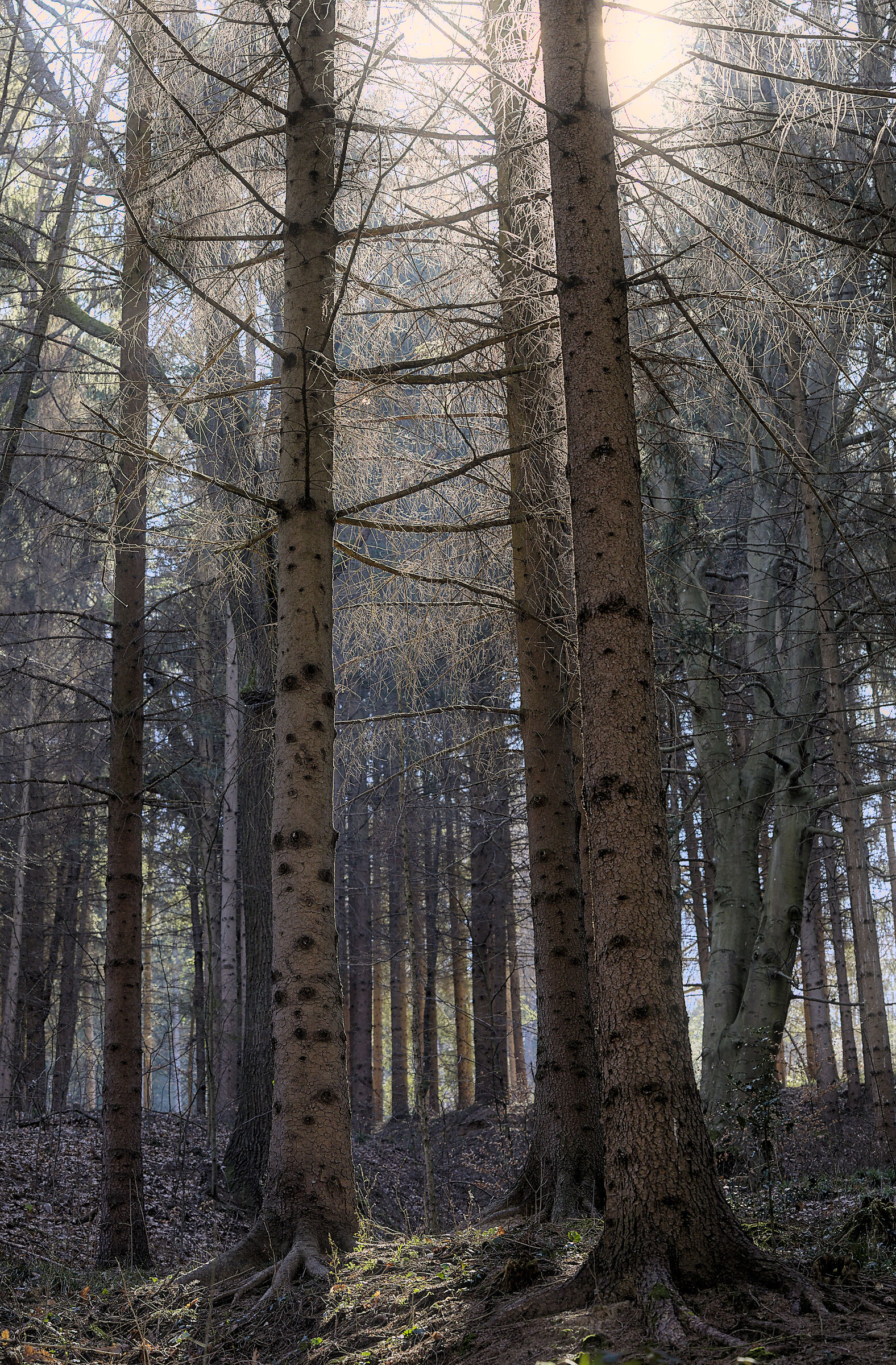Risveglio della foresta