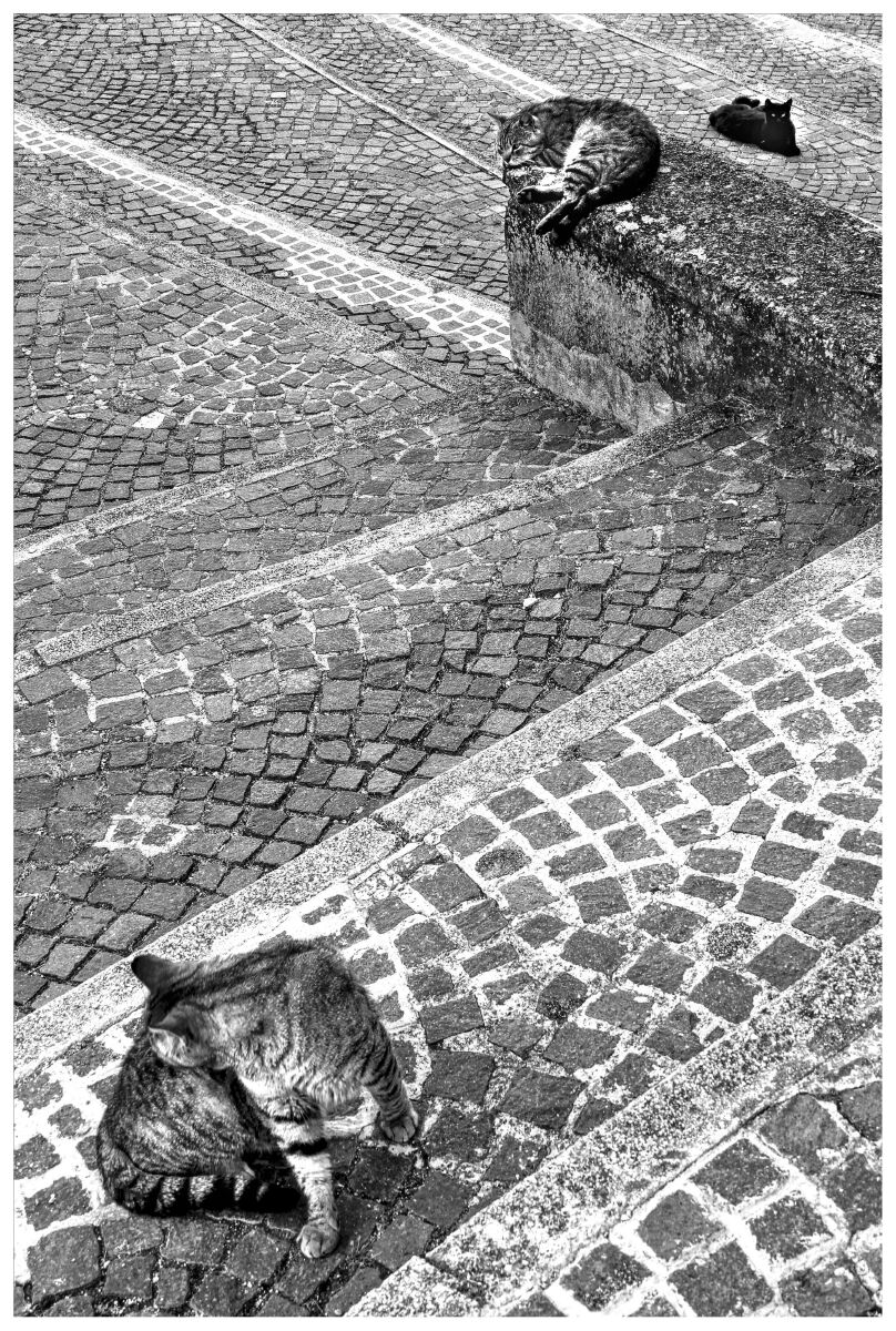Feline relaxation ...