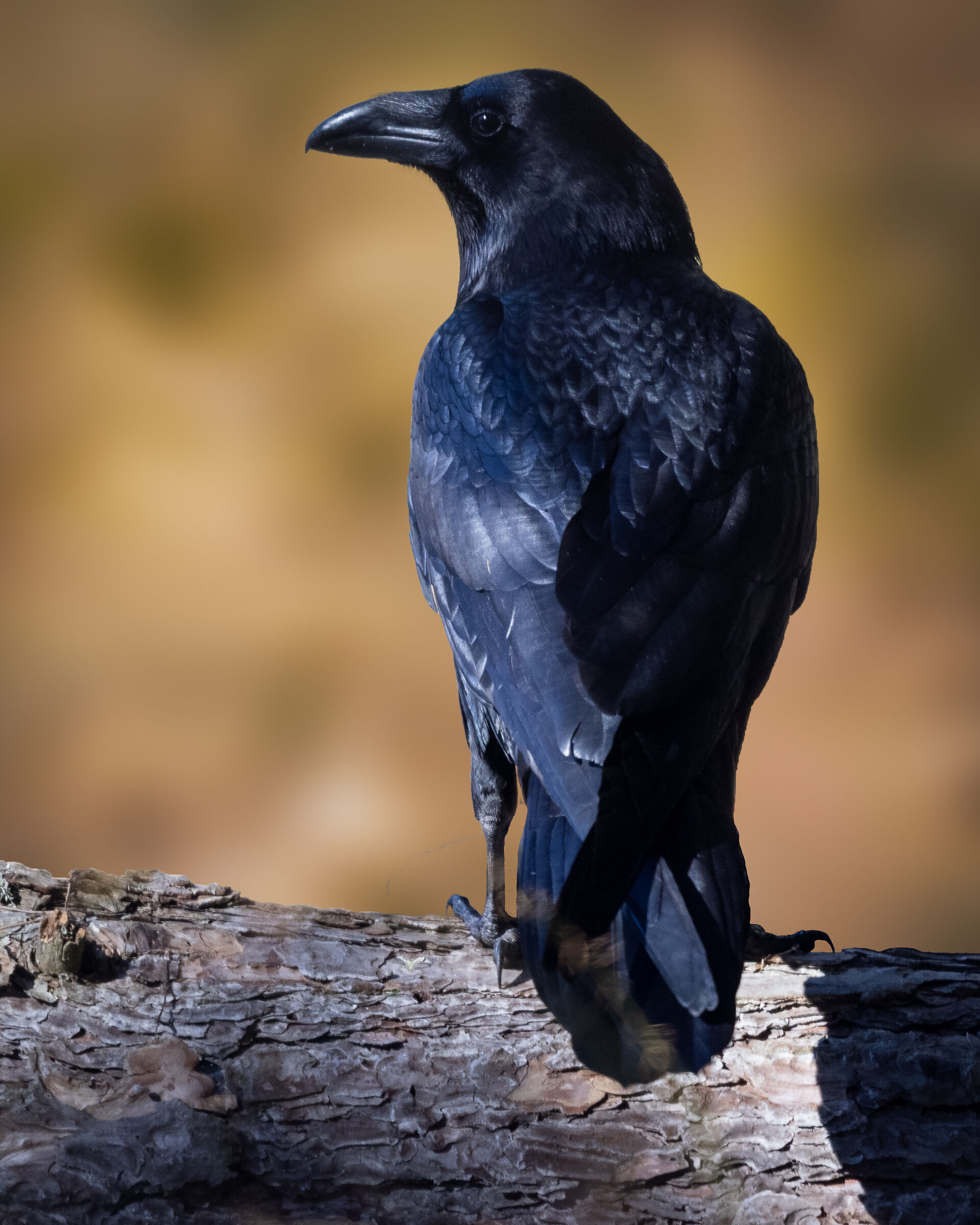 Corvus corax