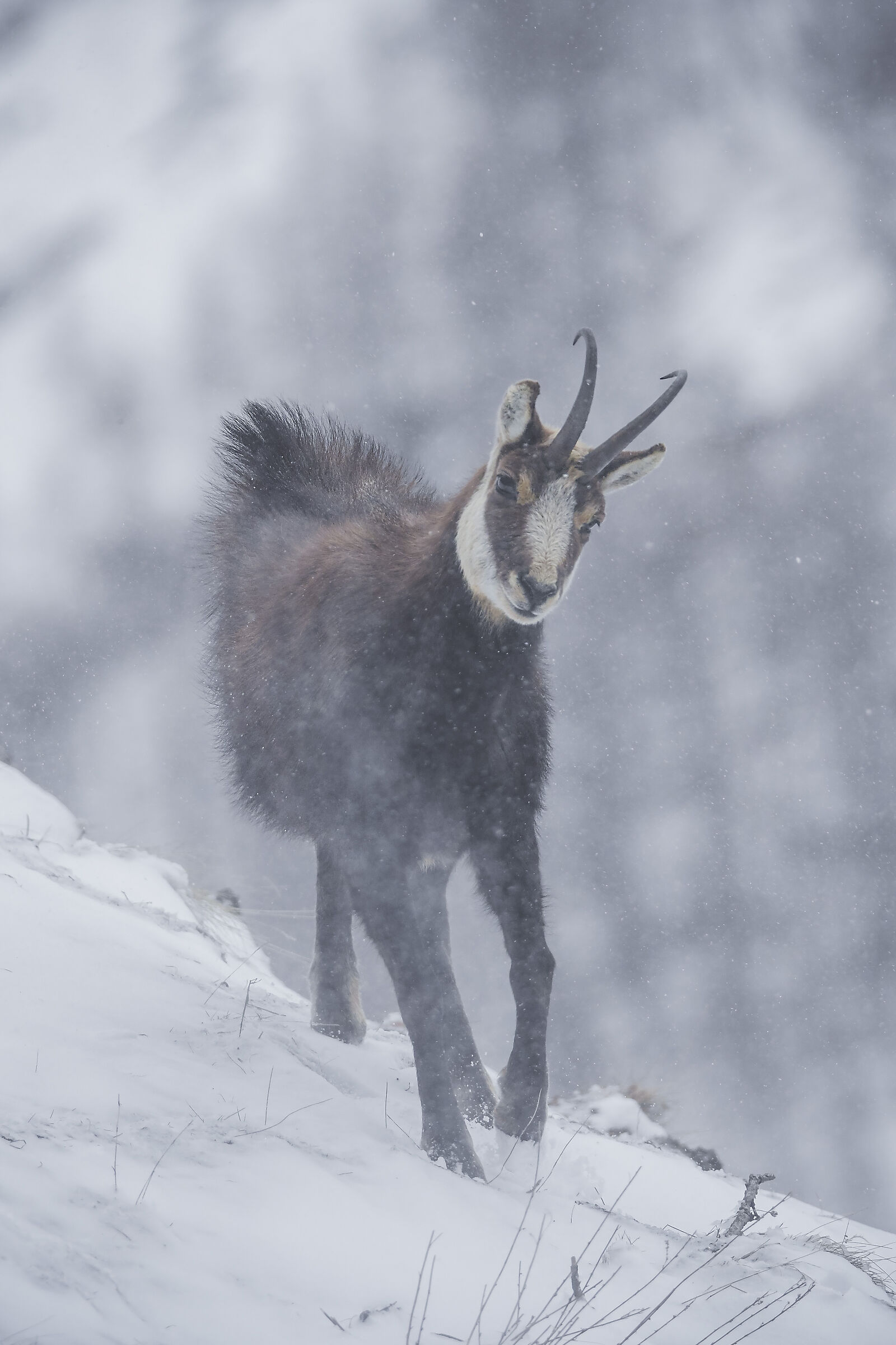 Tormenta di neve