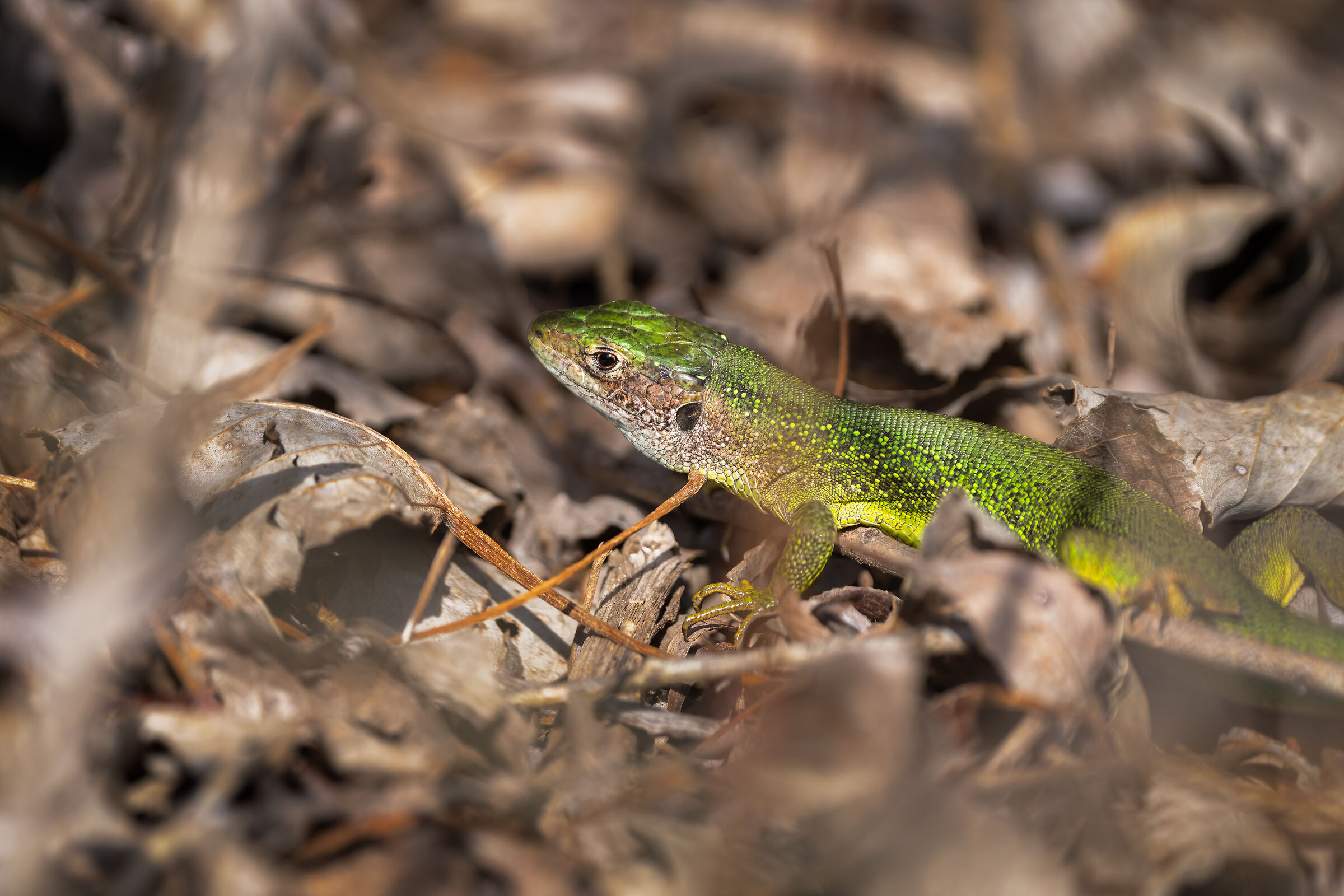 Toh!!! Chi si vede...