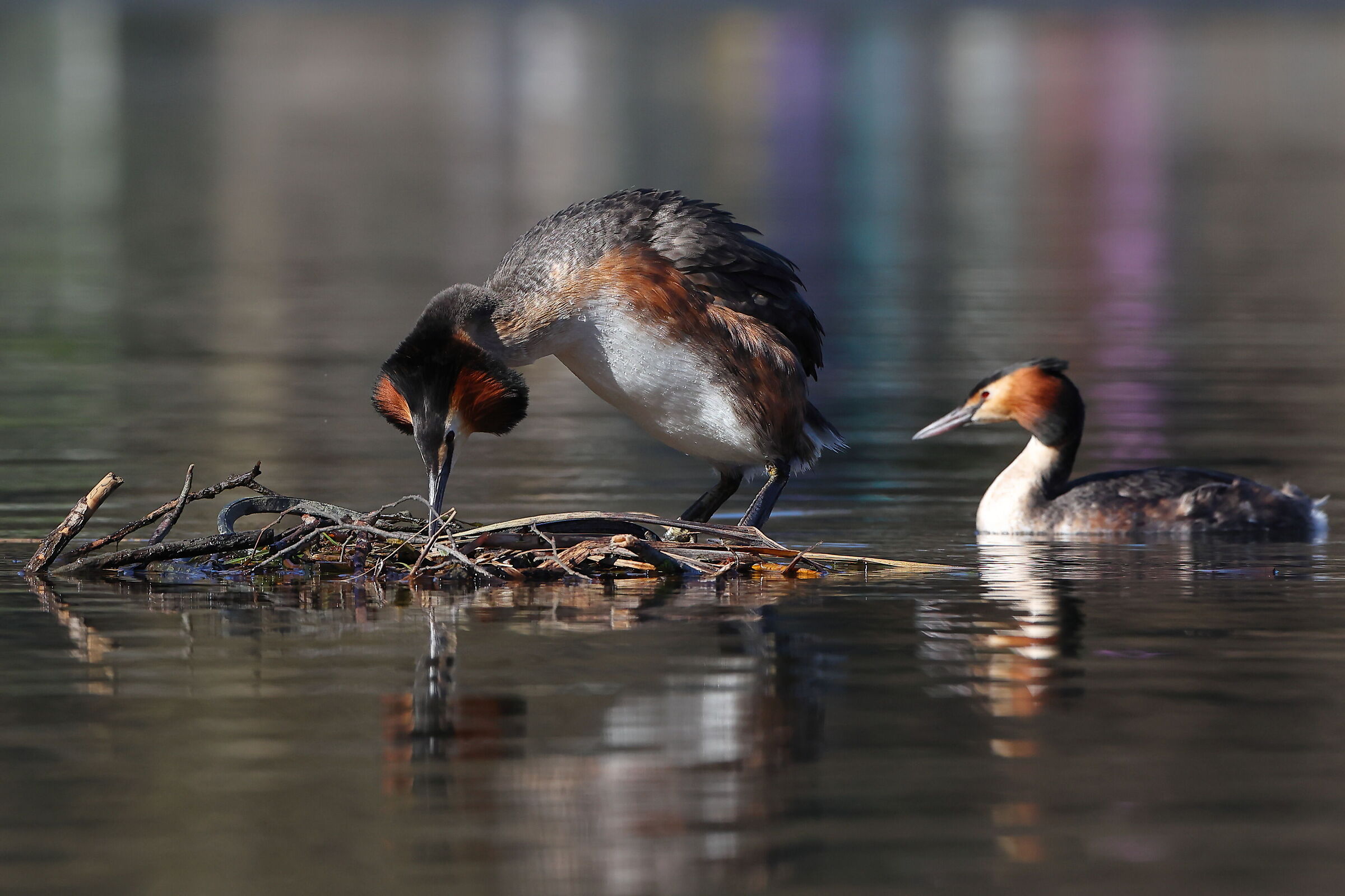 Multicolor grebes