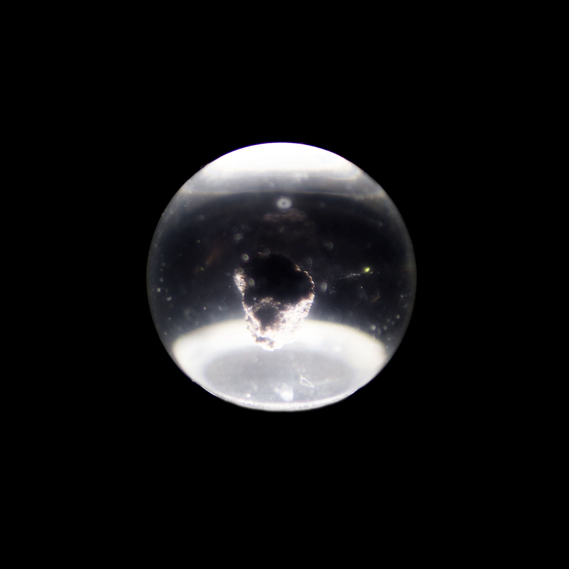 Luna donata
