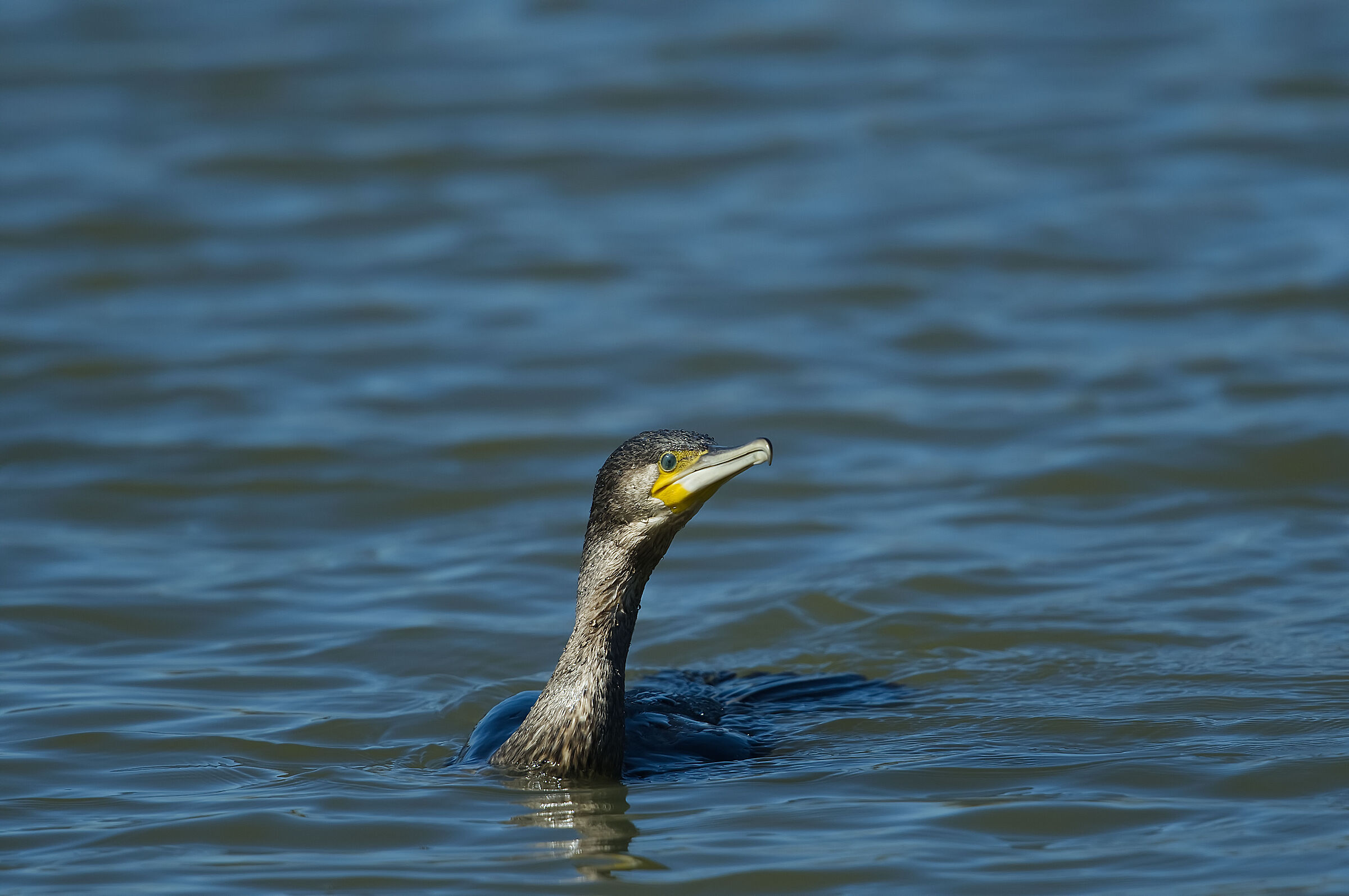 cormorant