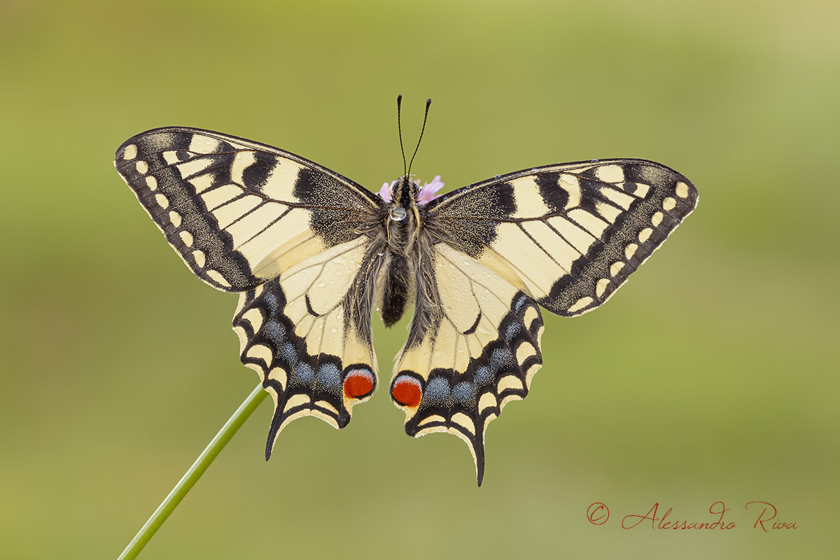 Machaon