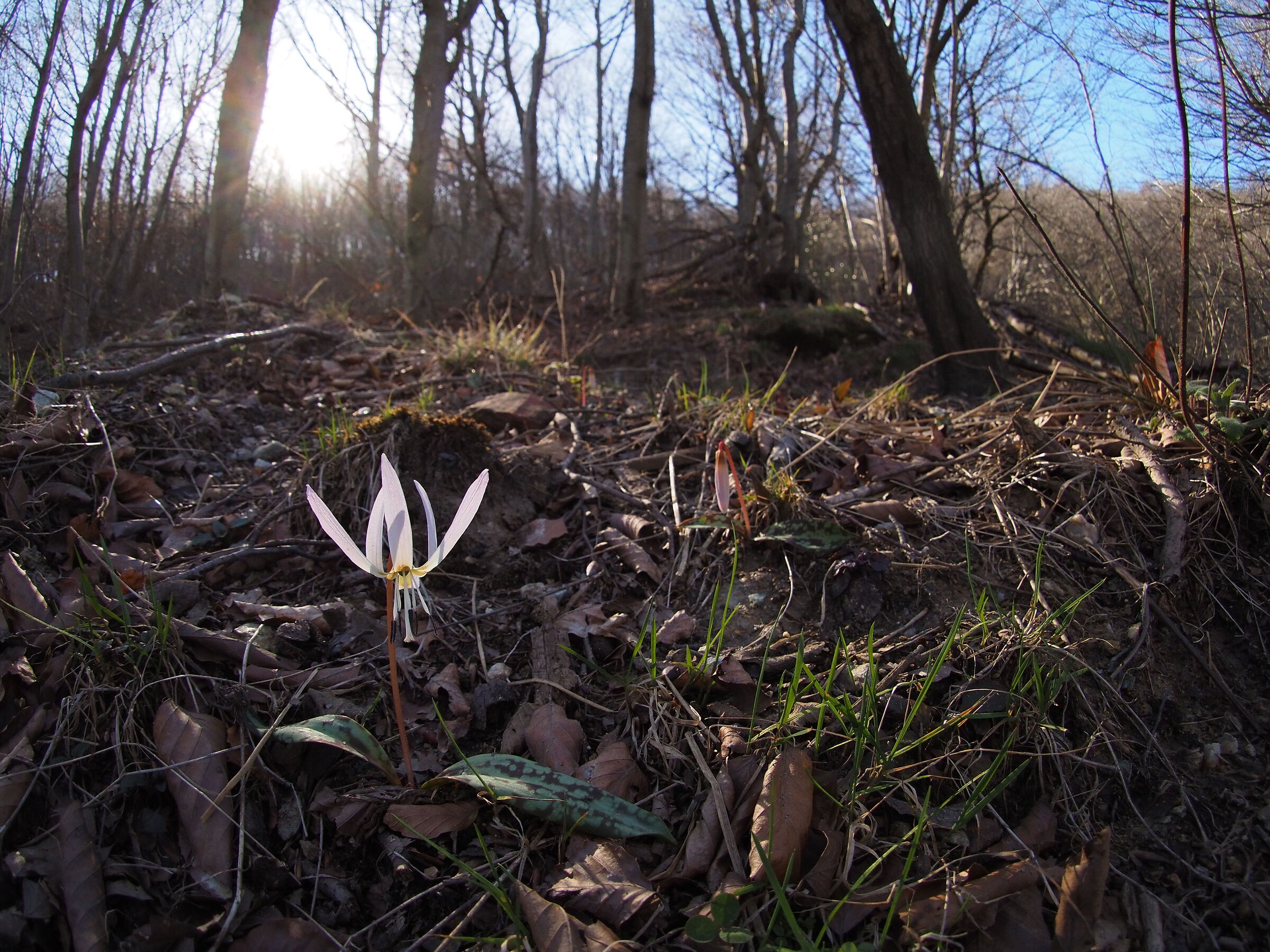 Spring is coming