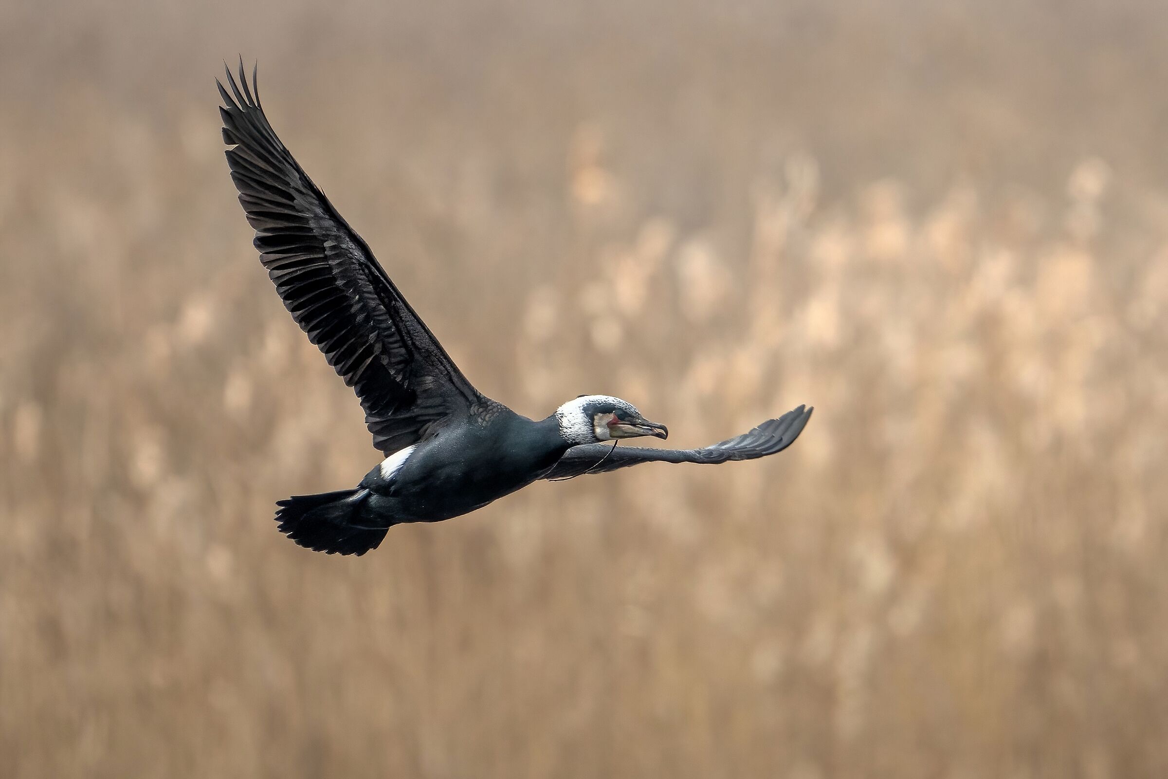 Cormorano (Phalacrocorax carbo)