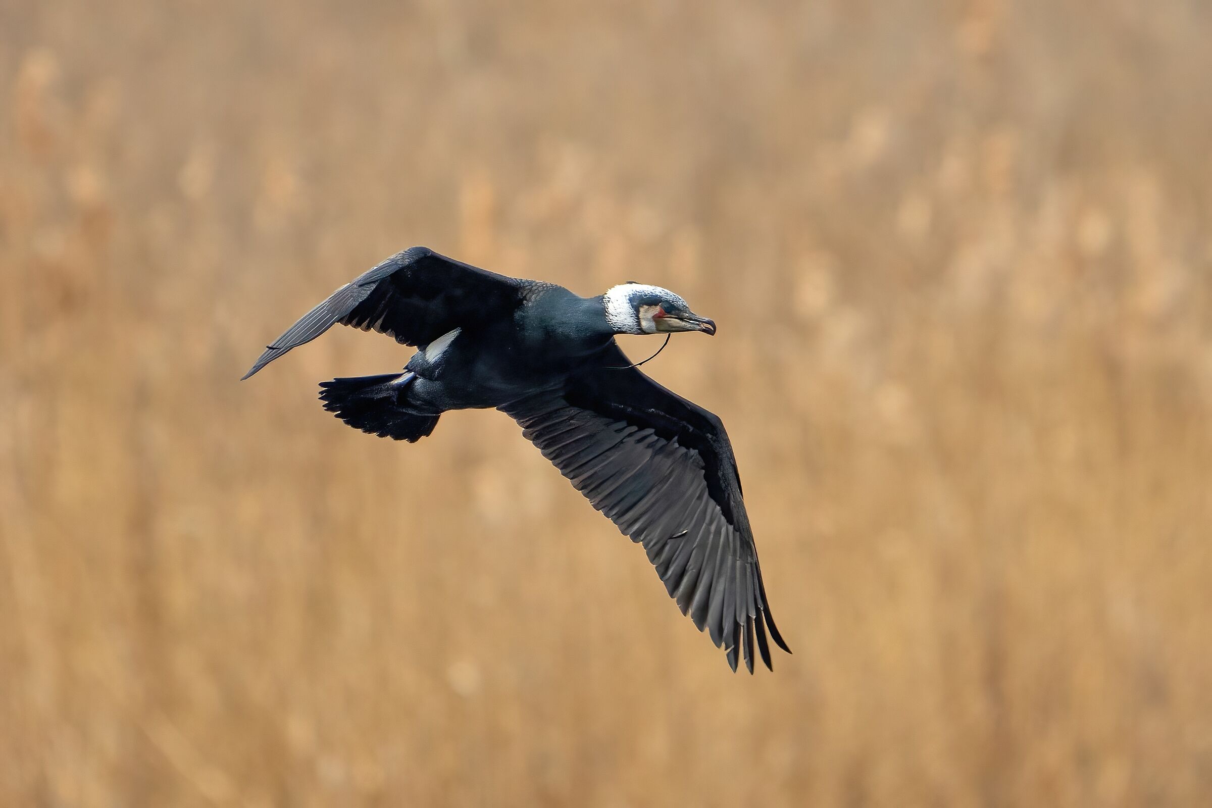 Cormorant (Phalacrocorax carbo) Marsh of Colfiorito,