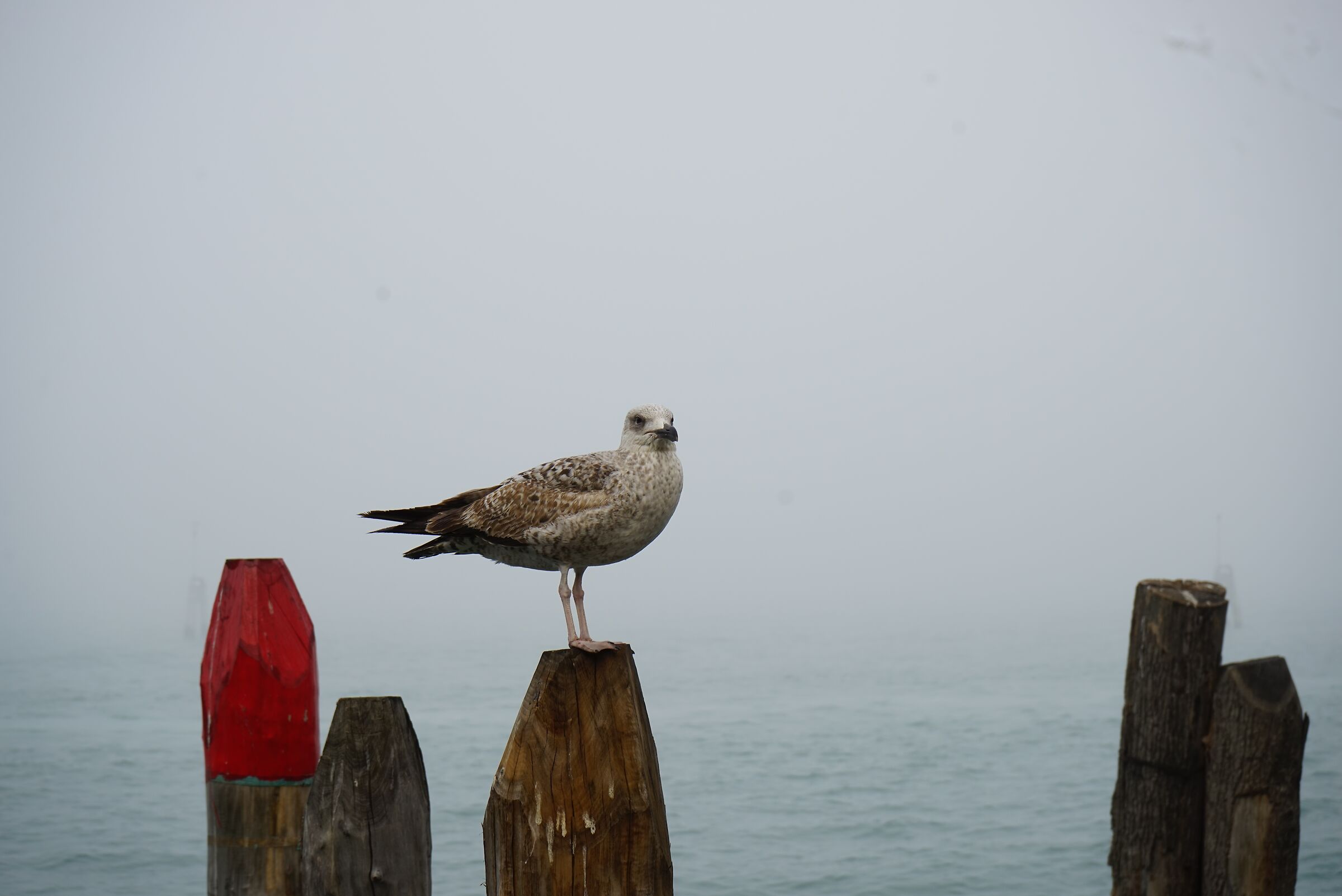 Seagull and red pole