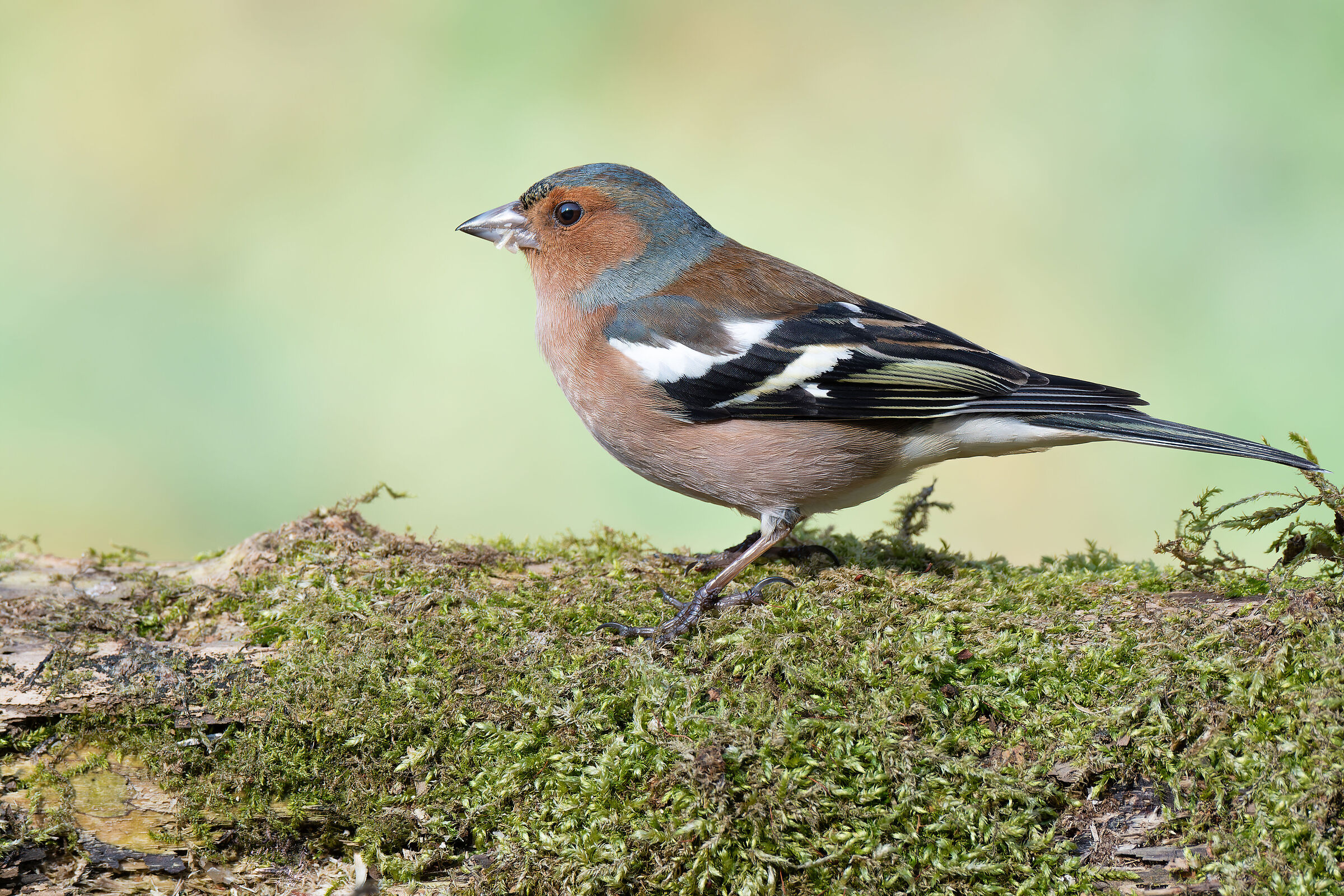 Fringilla coelebs