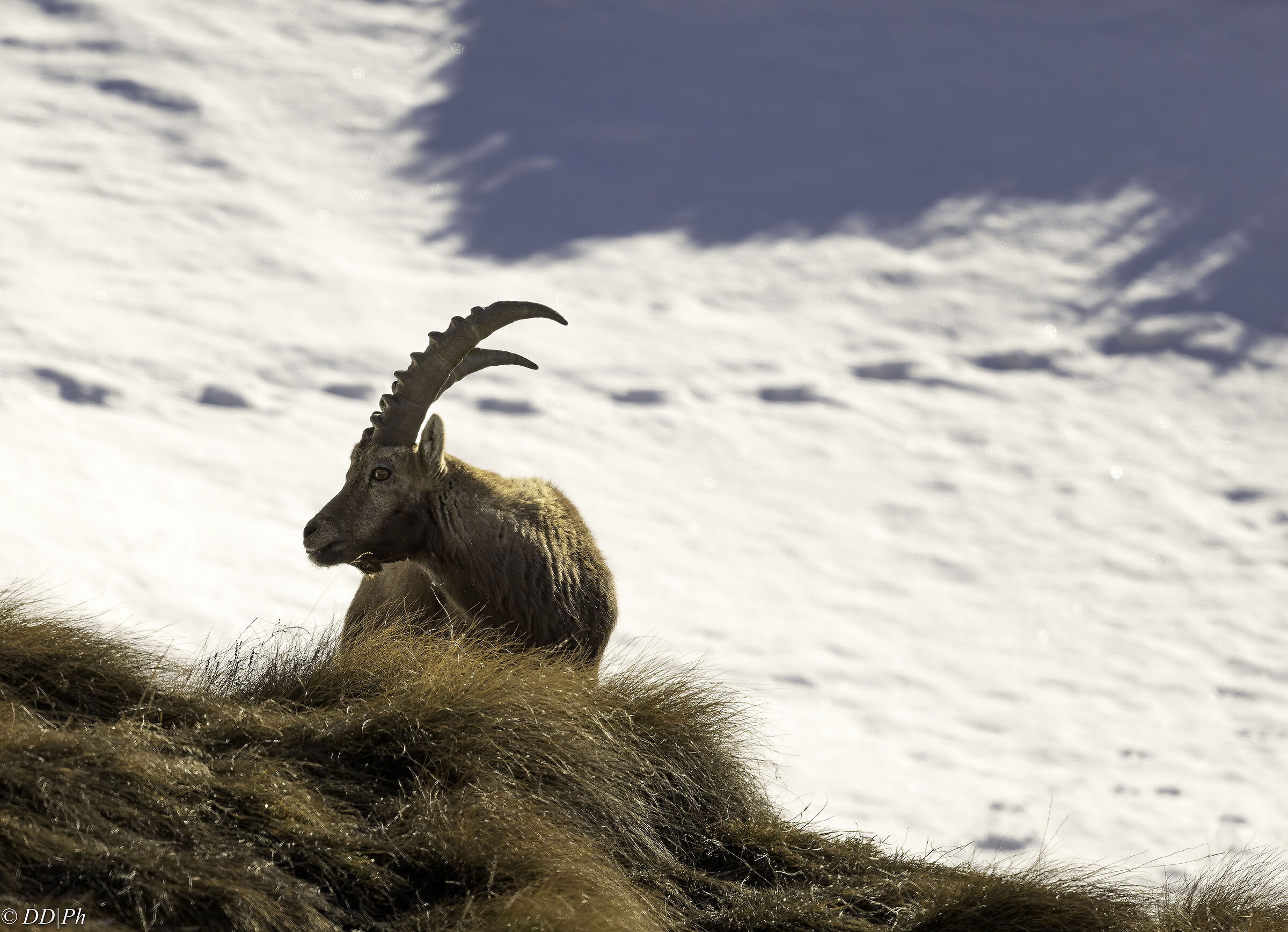Ibex