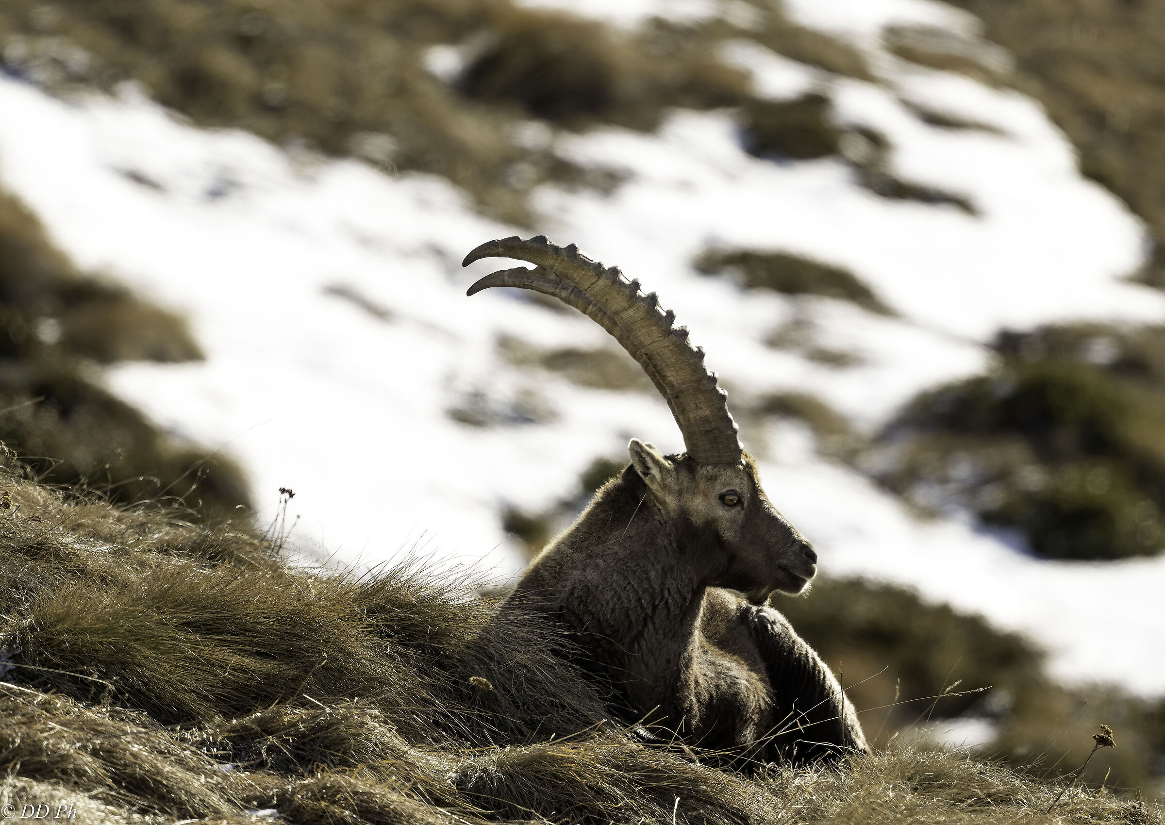 Ibex