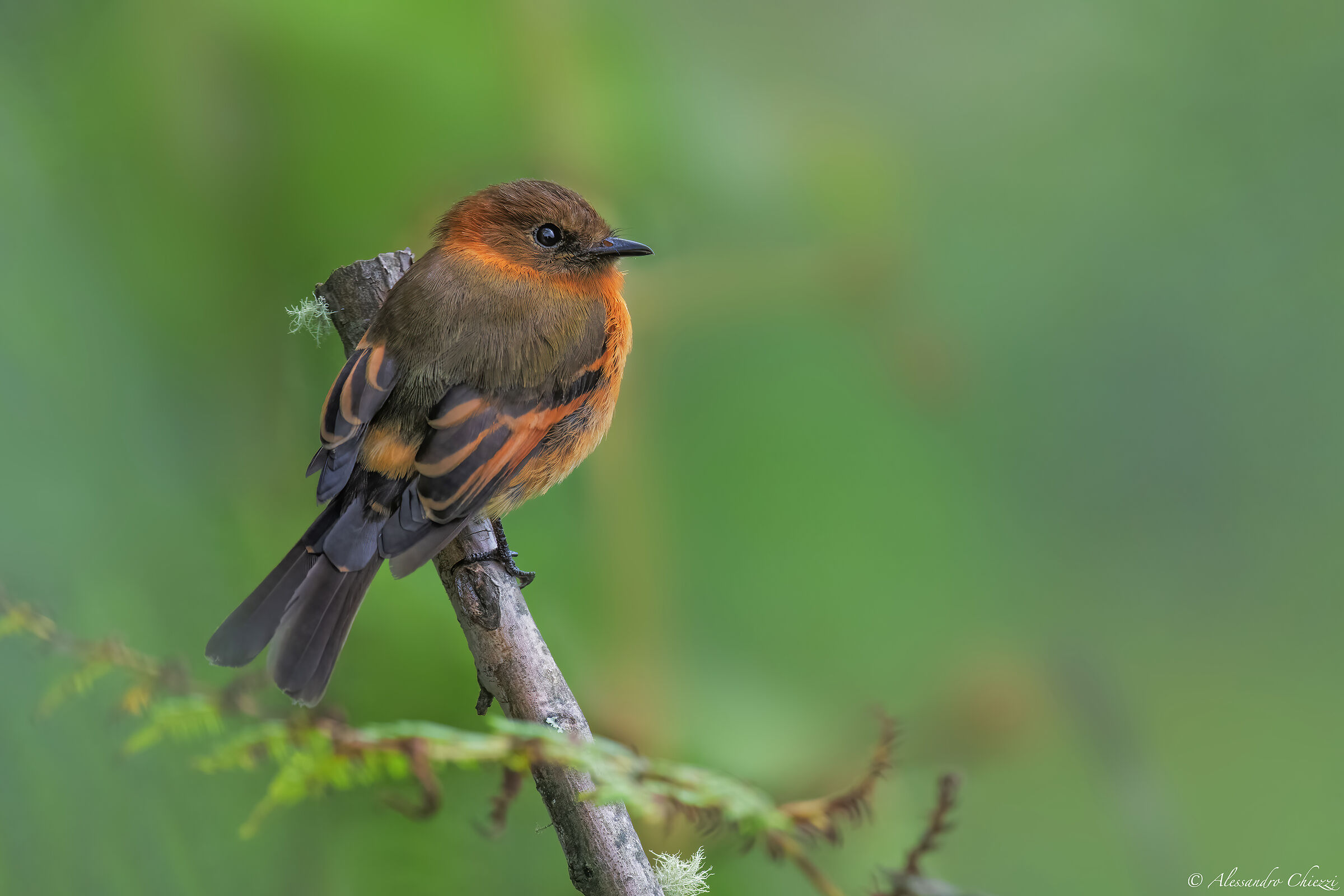 Cinnamon flycatcher