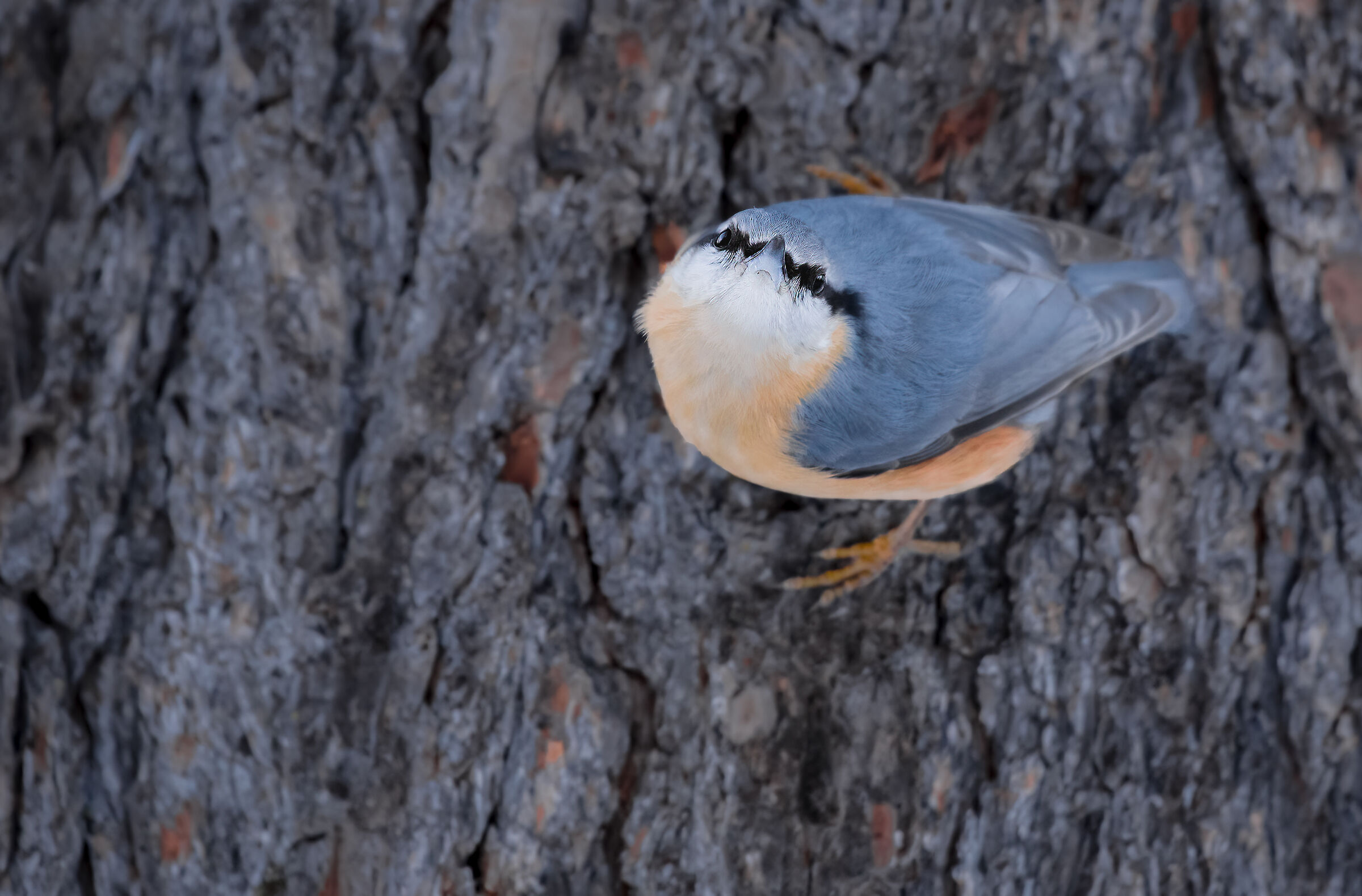 Wood nuthatch